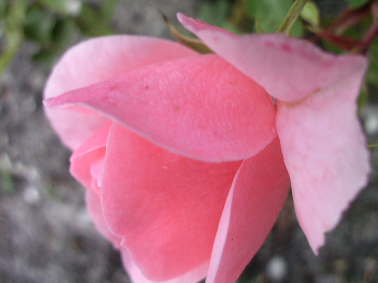 roze-roos-1