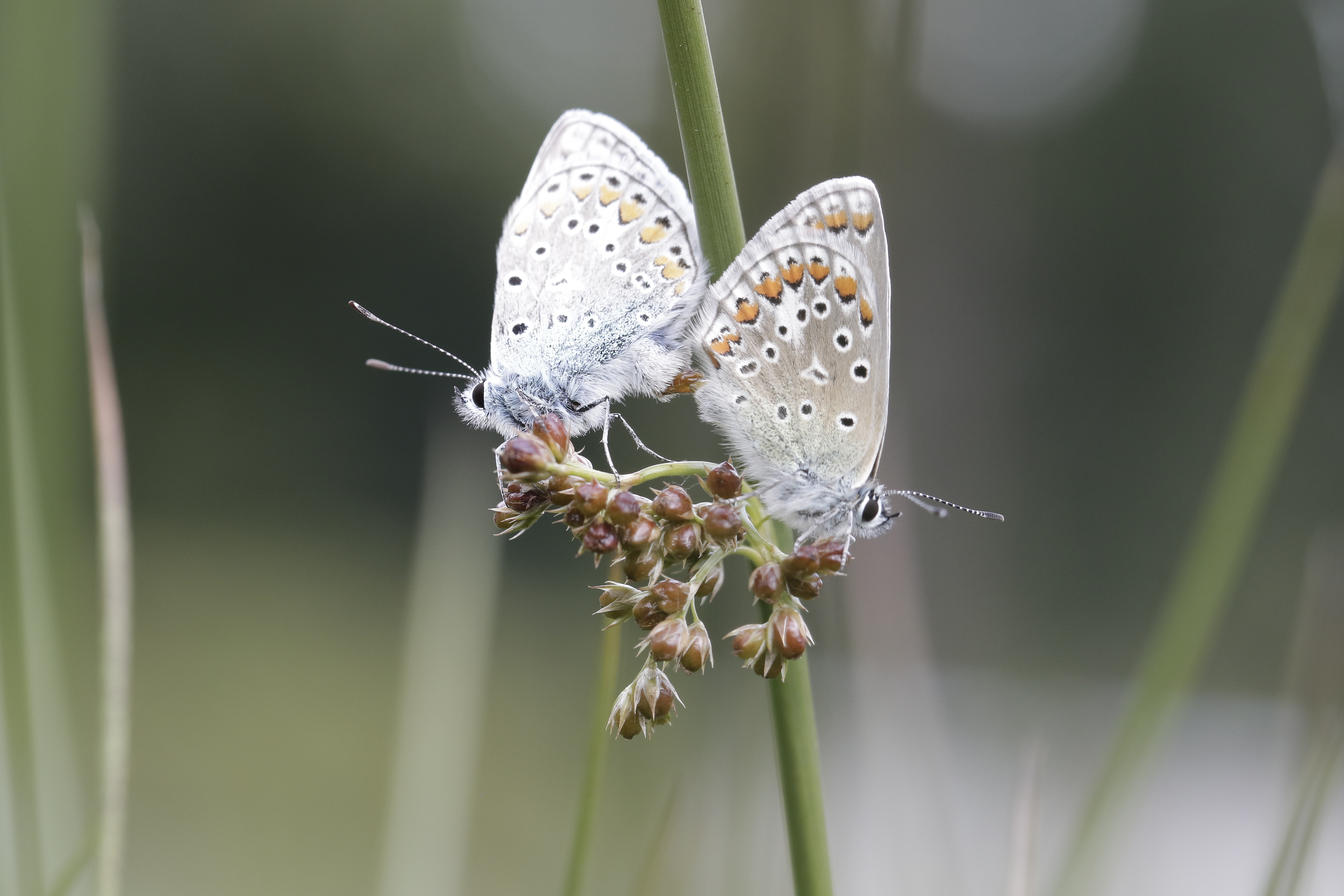 parende-icarus-blauwtjes