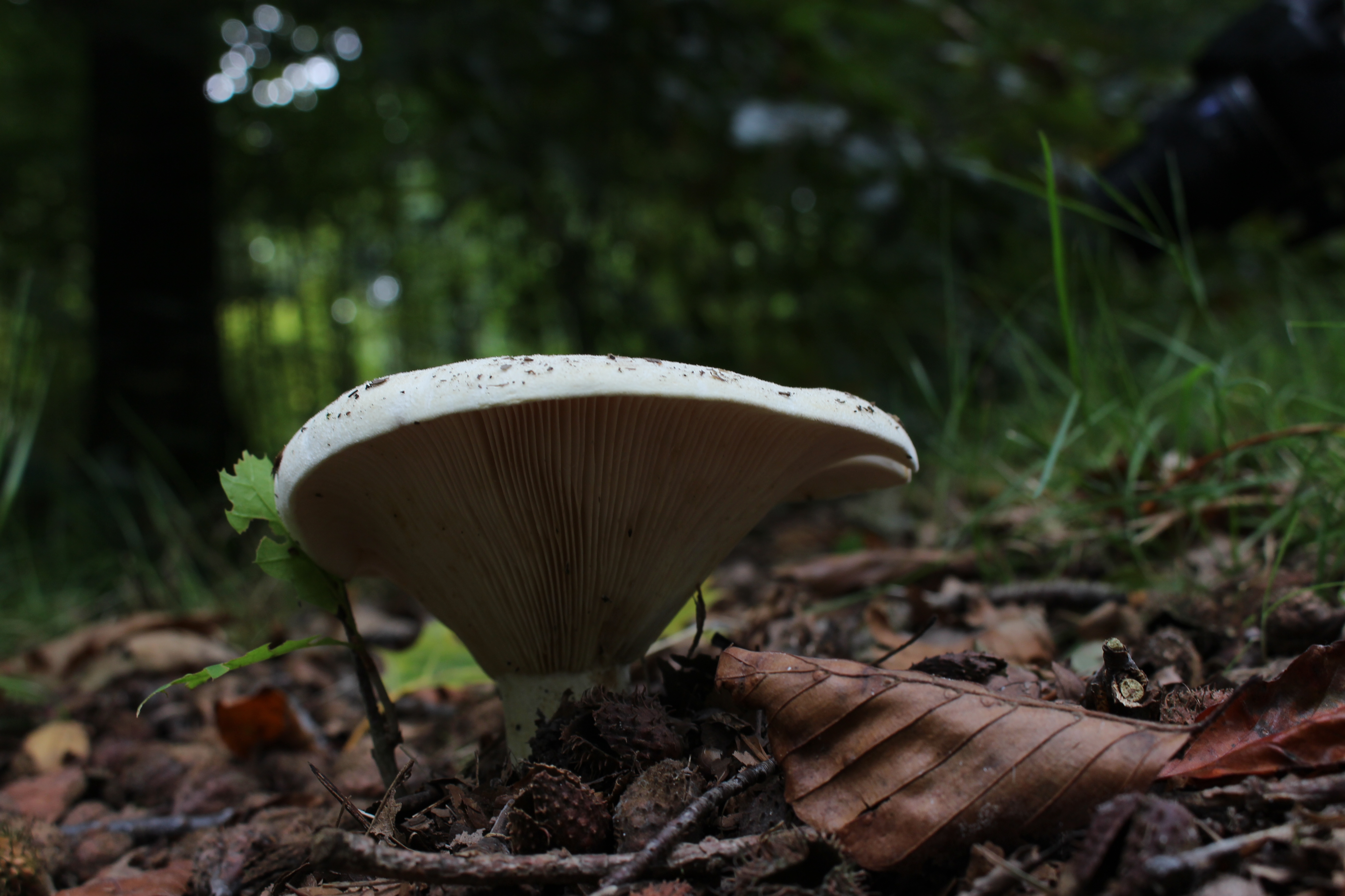 paddenstoel-kikkerperspectief