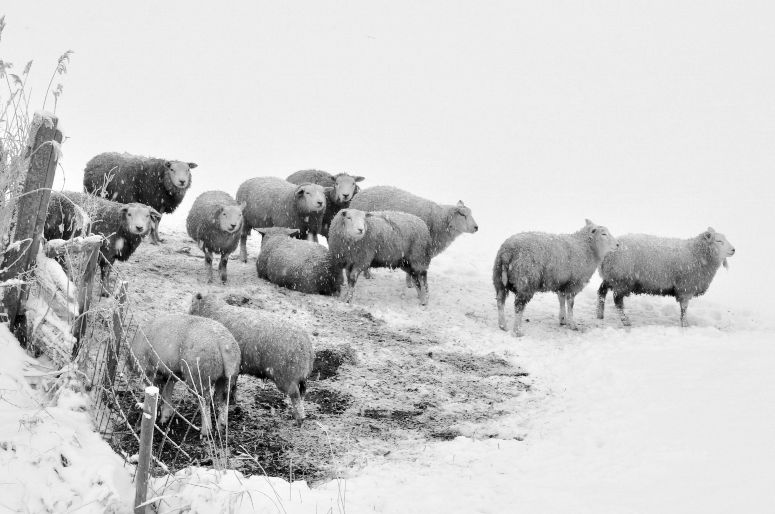 schapen-bij-voerderplaats