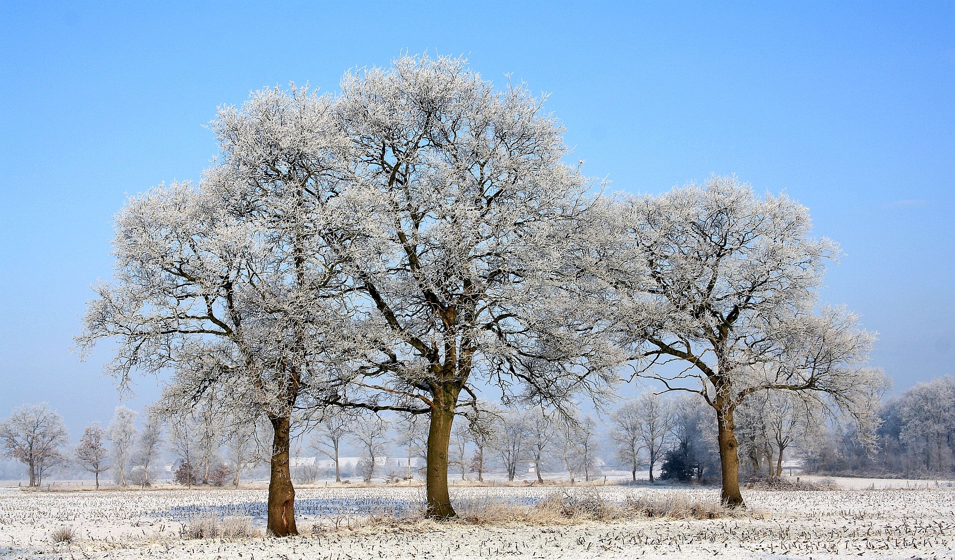 wij-staan-in-de-rijp