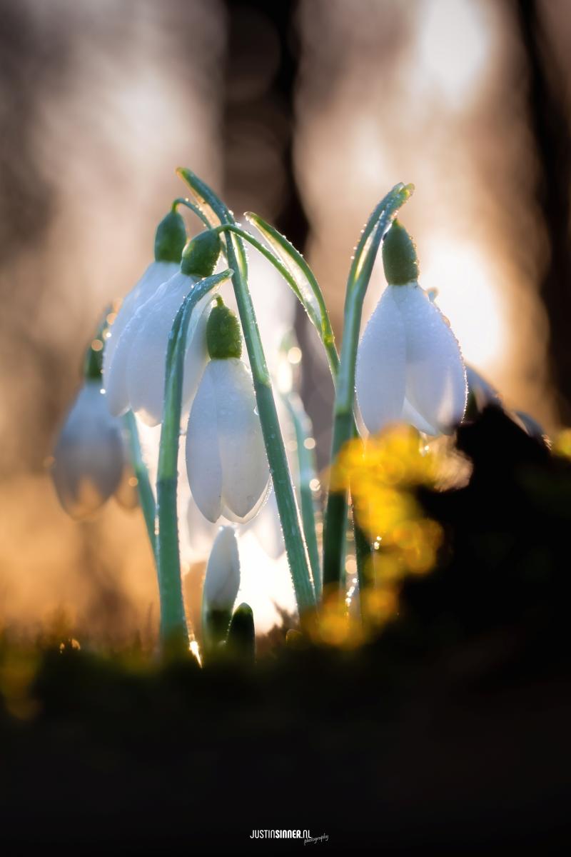 sneeuwklokjes-zijn-er-weer