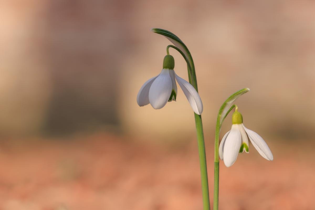 snowdrops