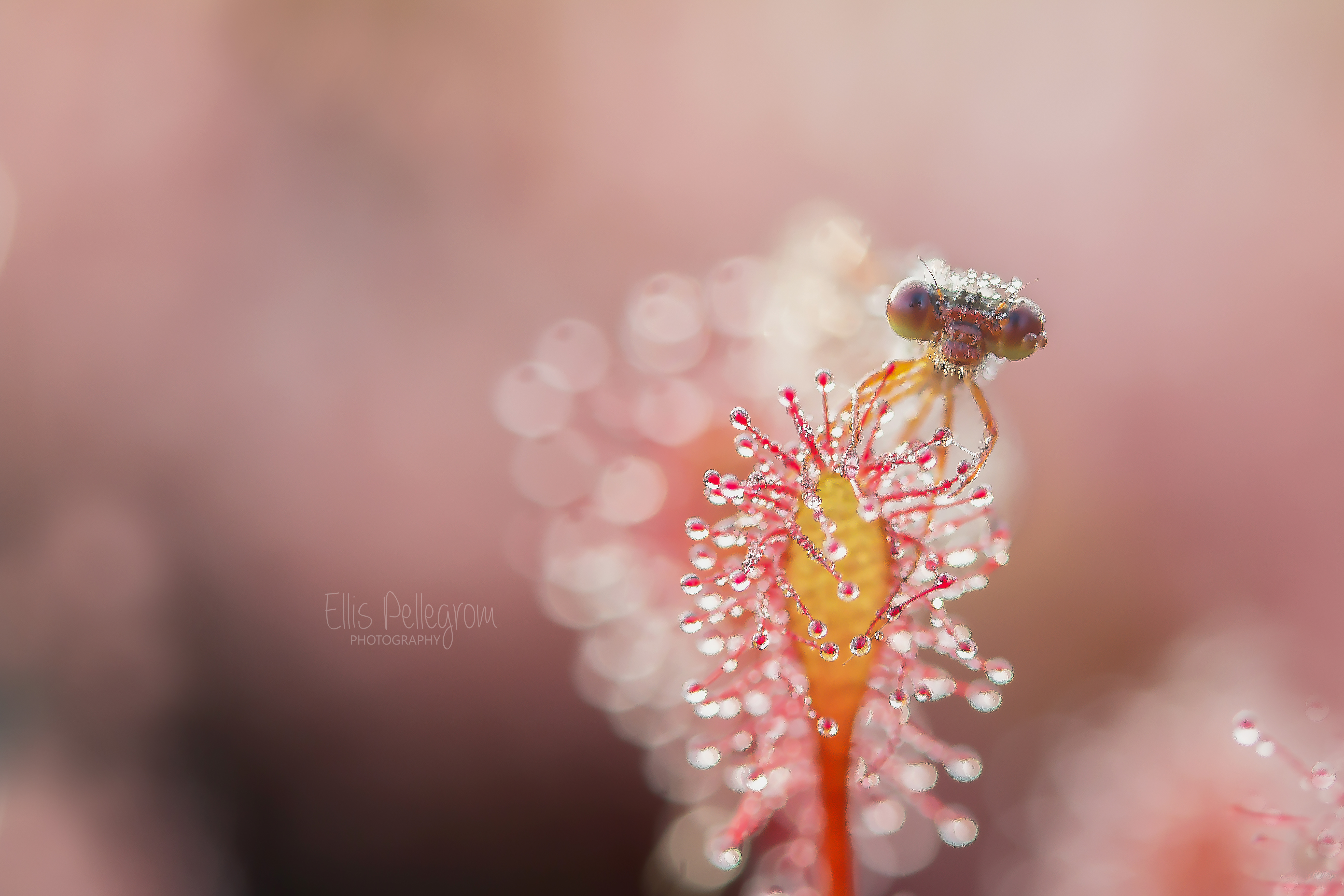 verstrikt-in-moeder-natuur