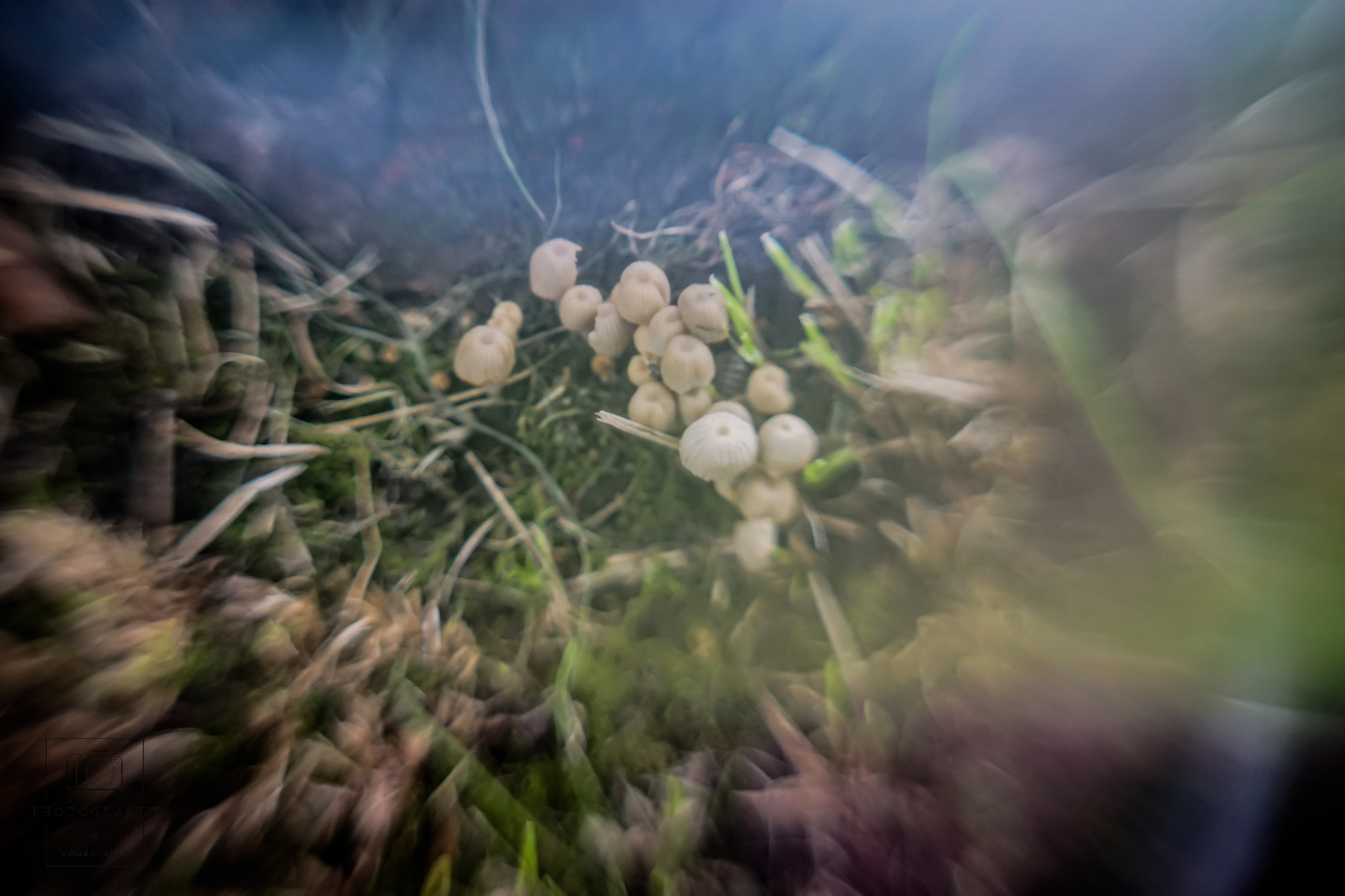 creatief-met-paddenstoelen