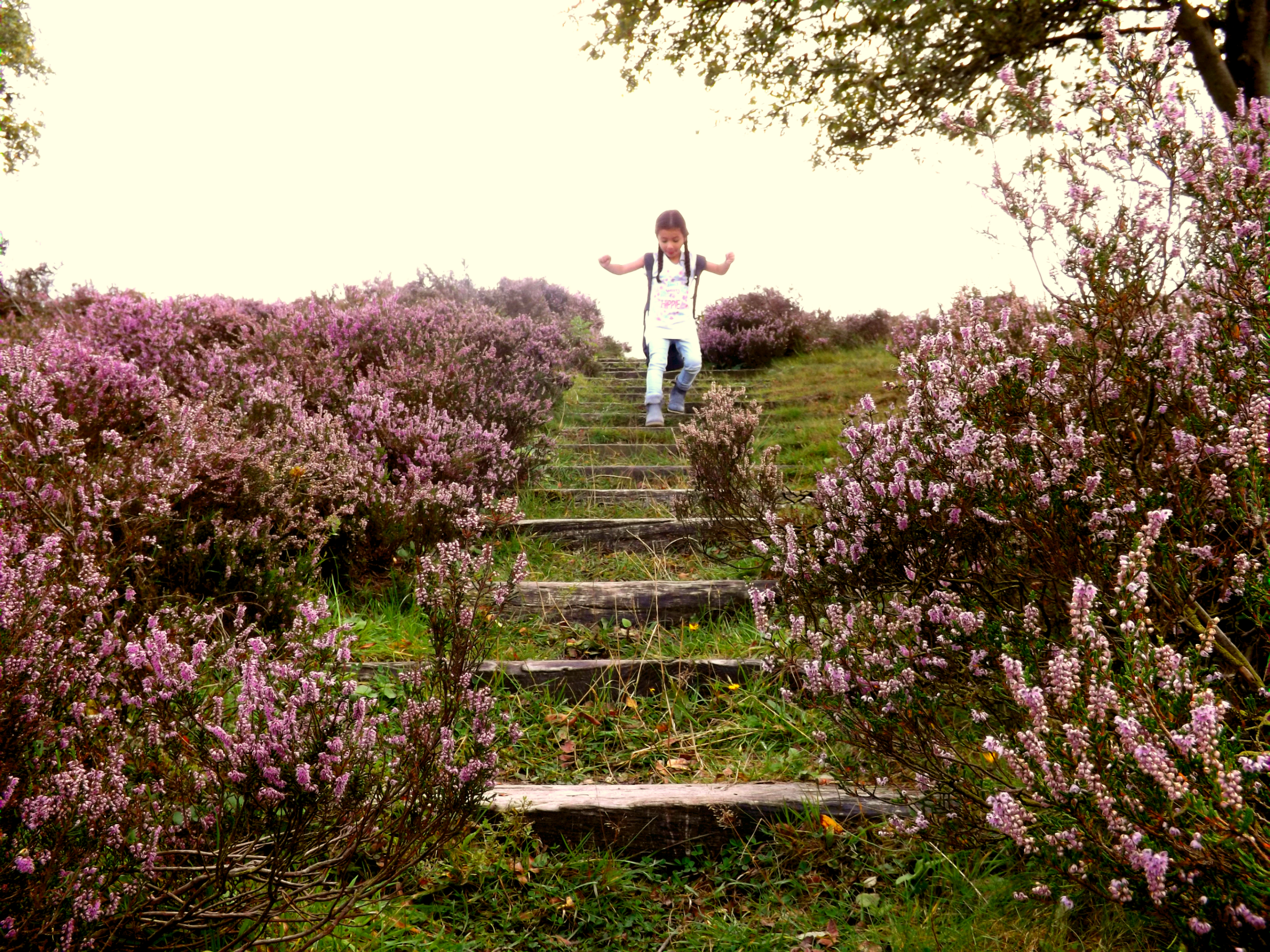 struinen-door-de-heide-1