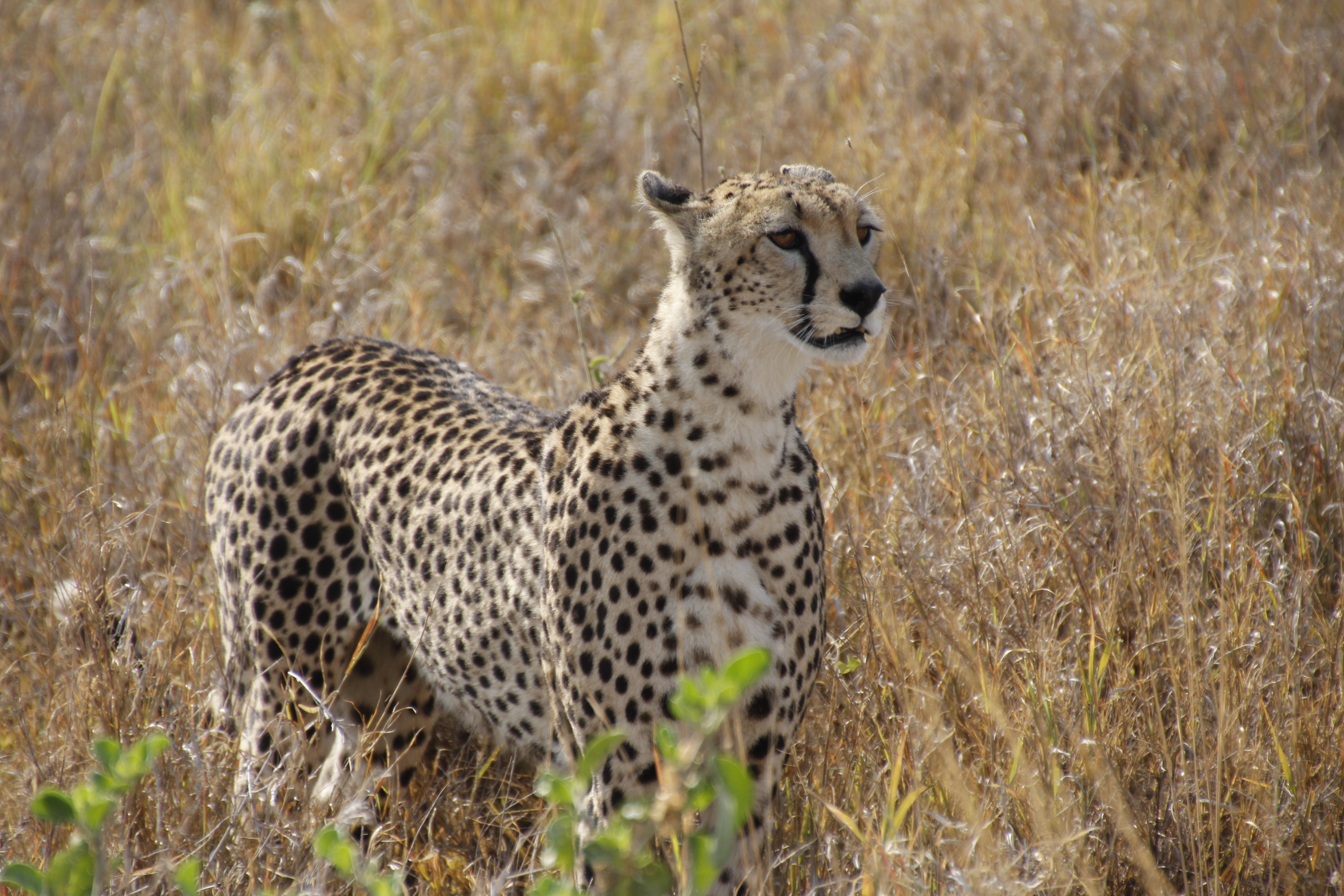 serengetis-next-topmodel