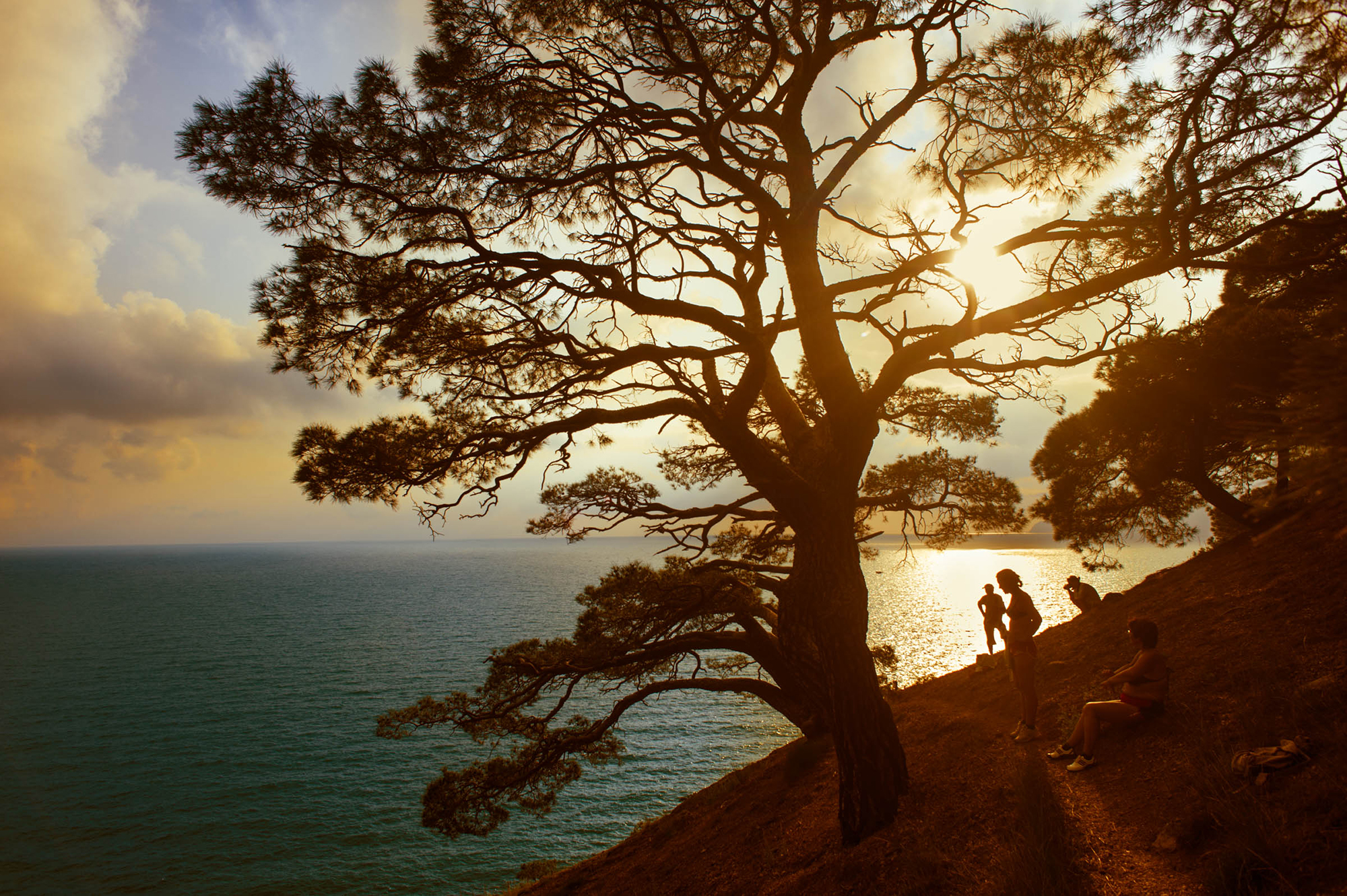 trees-and-humans-are-a-sun-creatures