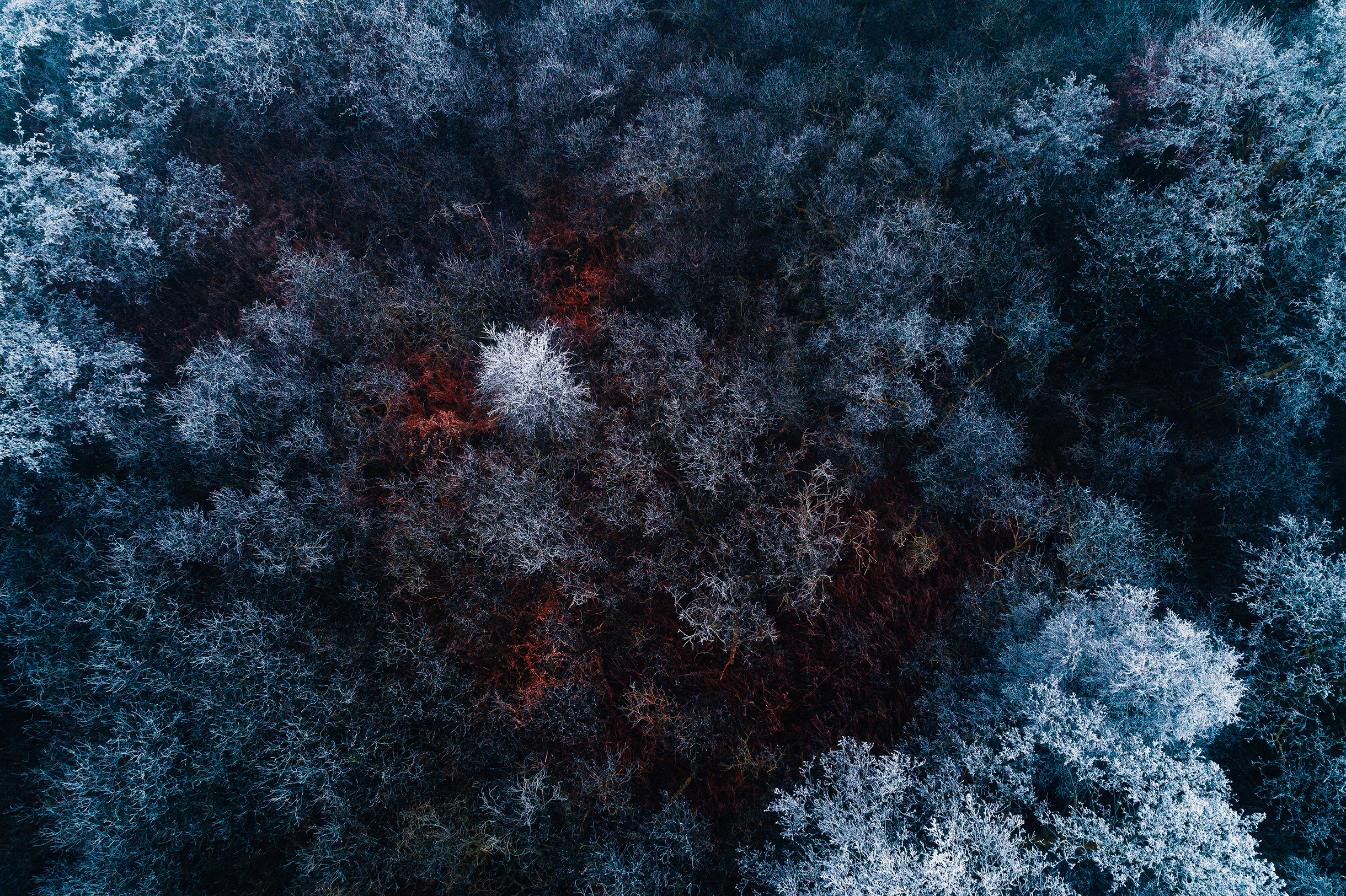 red-ice-forest