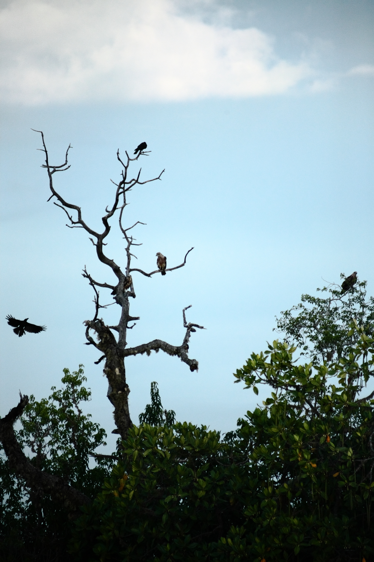 mangrovebos-pottuvil-sri-lanka