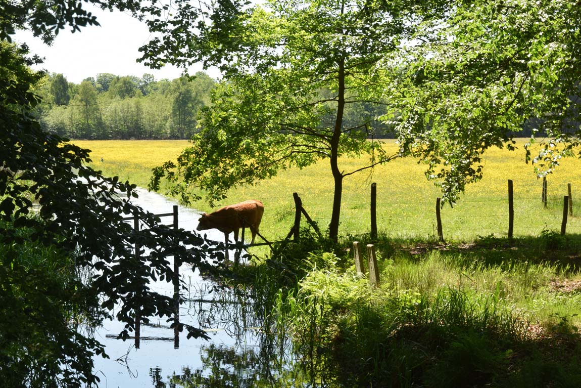 s-graveland-doet-ze-het-wel-doet-ze-het-niet