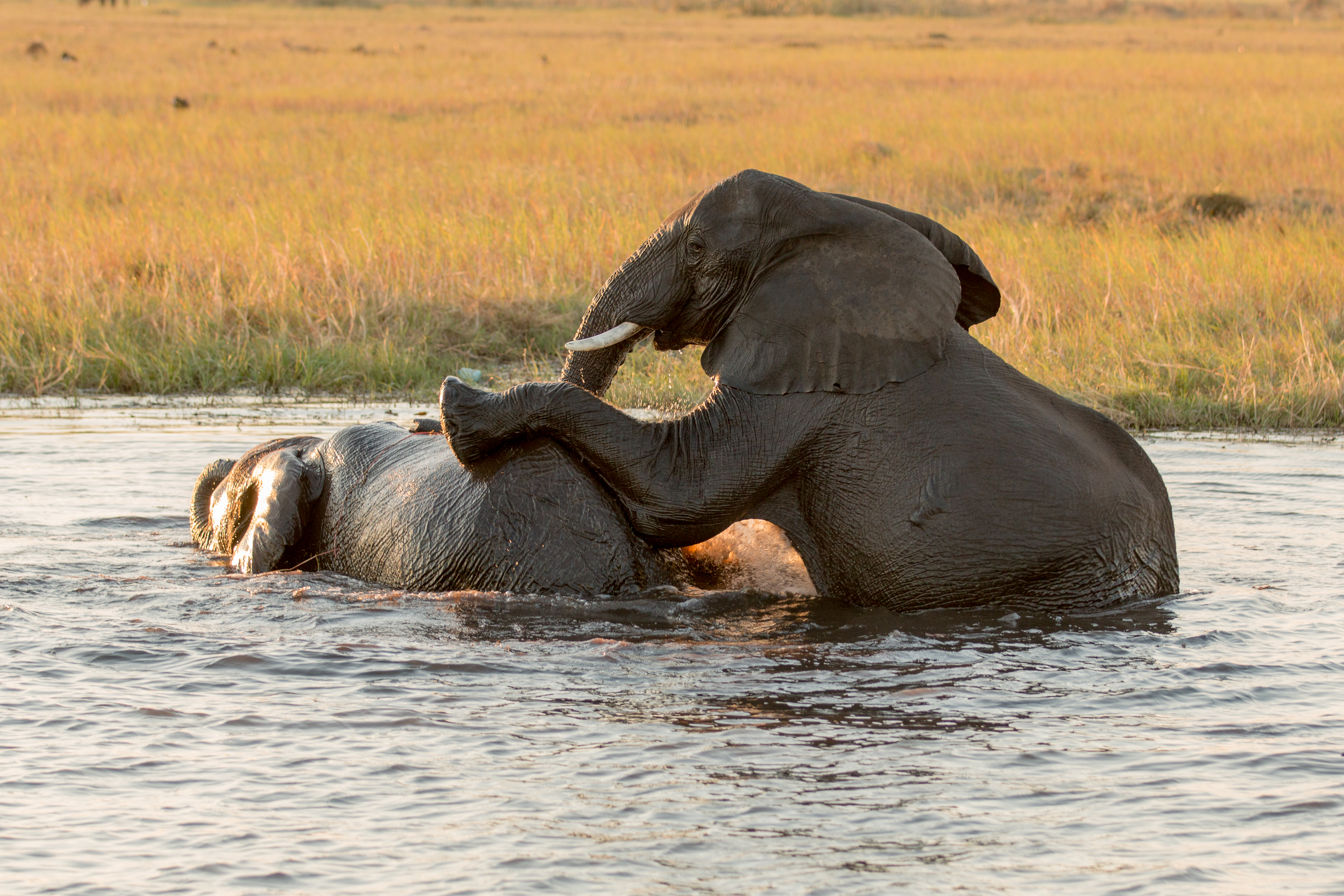 olifanten-nemen-een-bad-namibi%C3%AB