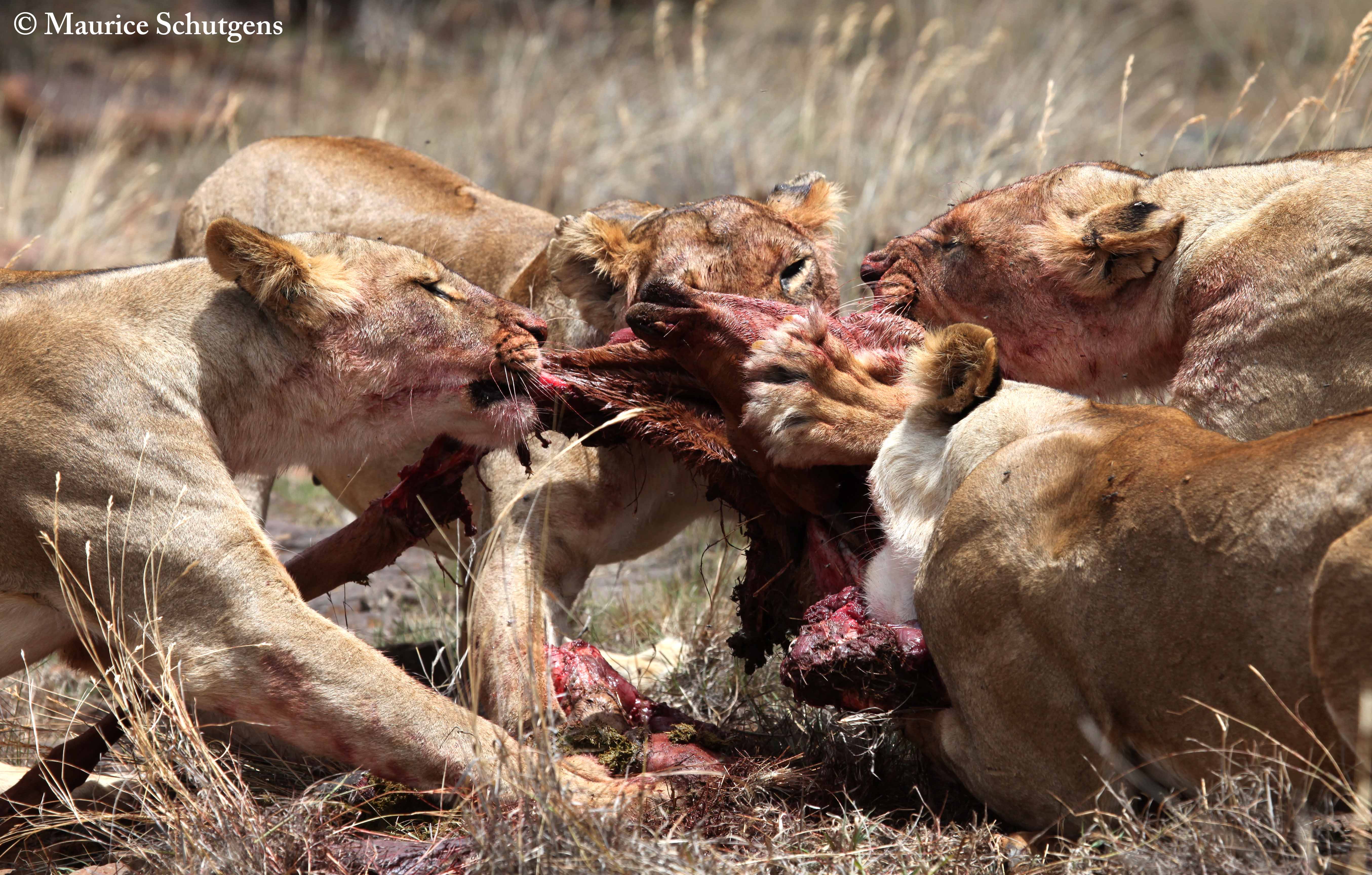 circle-of-life-death