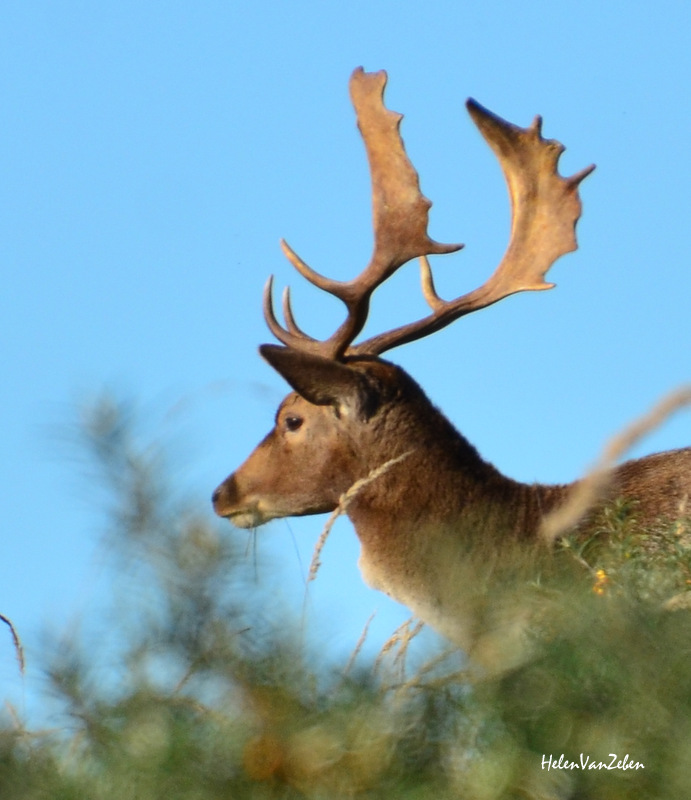 damhert-1