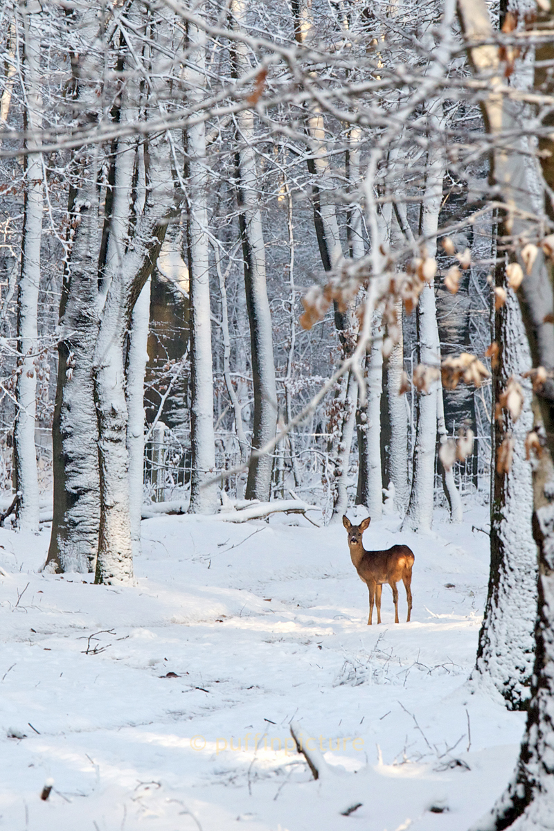 ree-in-het-bos-met-een-streepje-warmte-op-de-bil