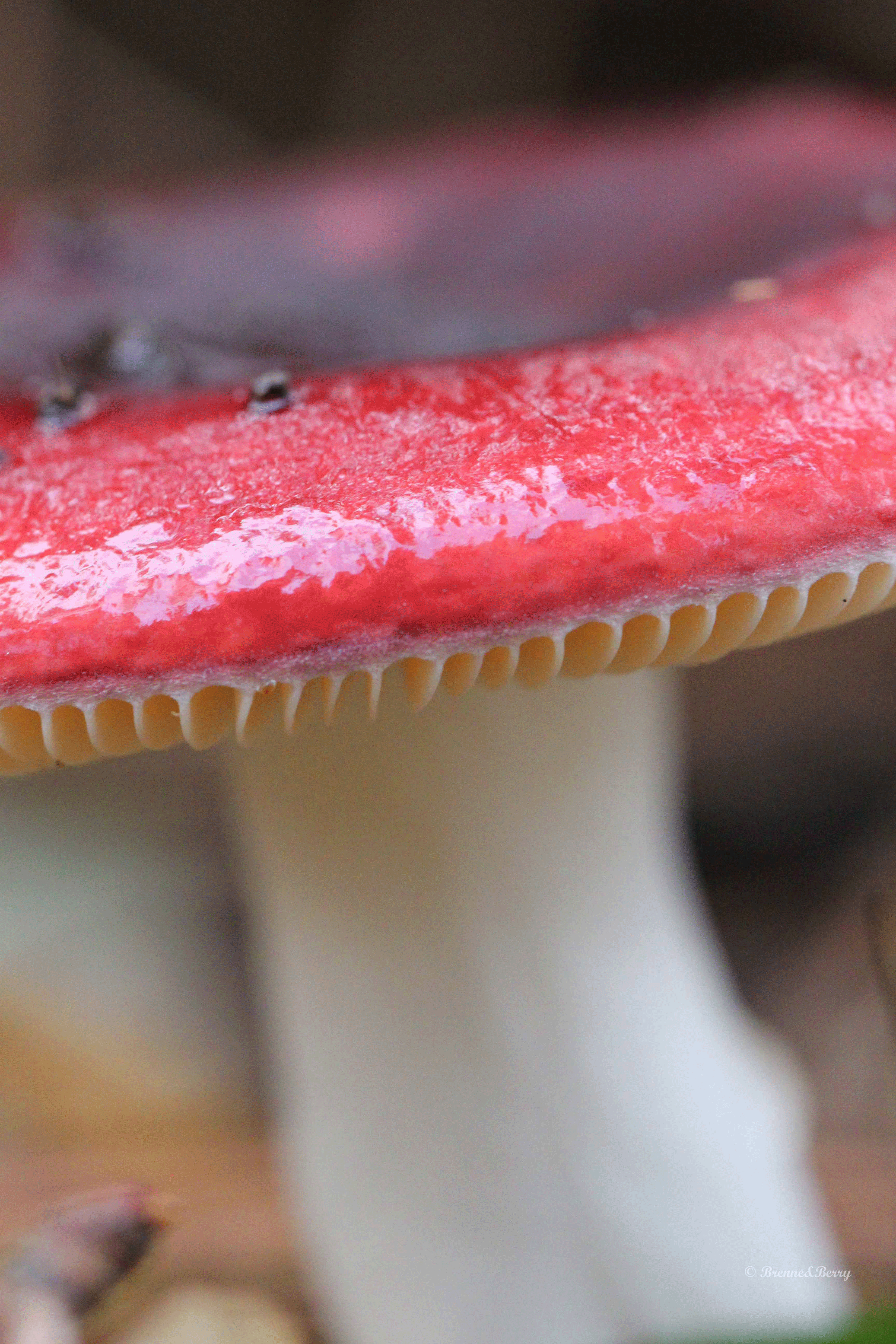 russula-1