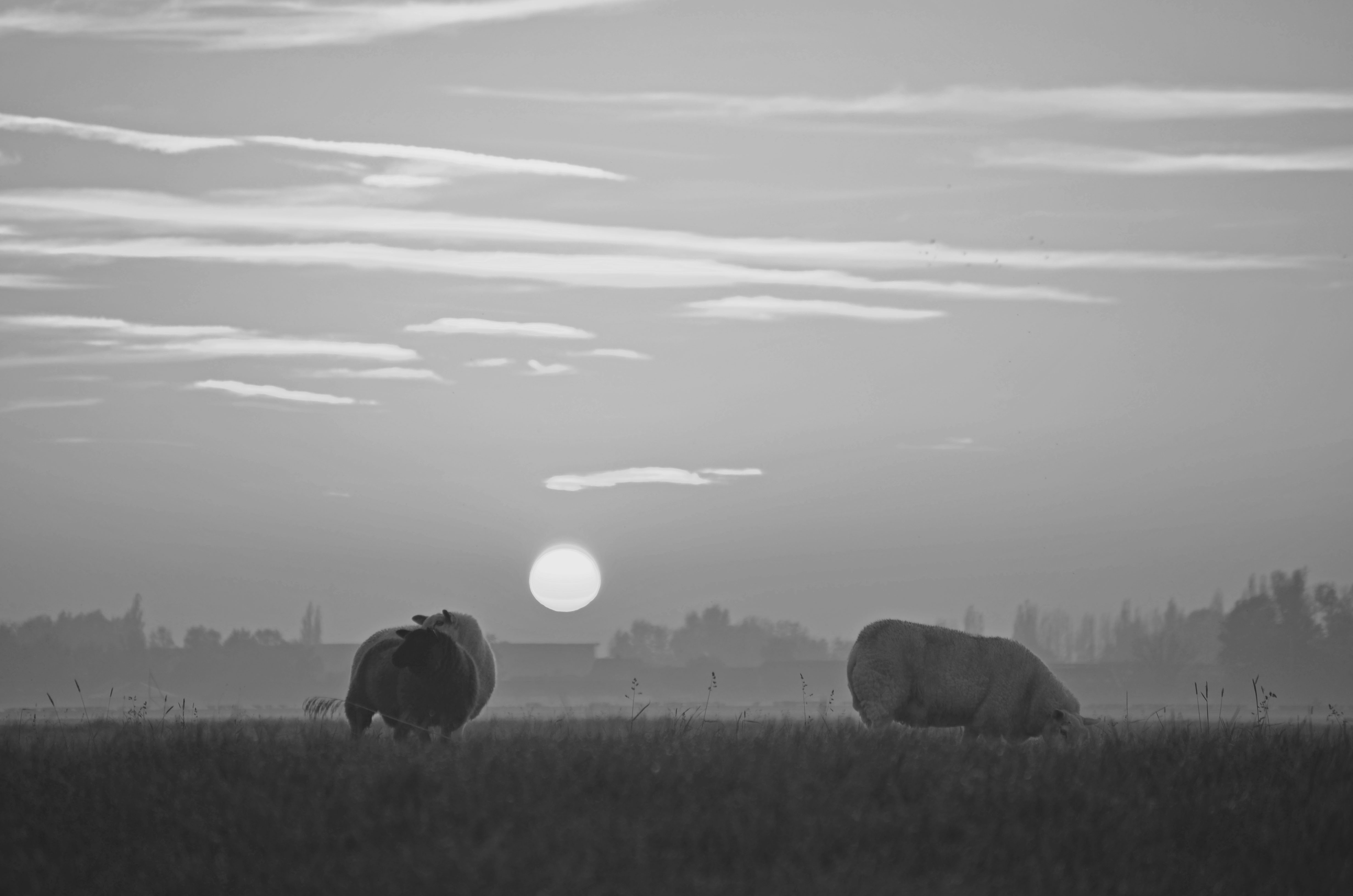 schapen-in-de-mist