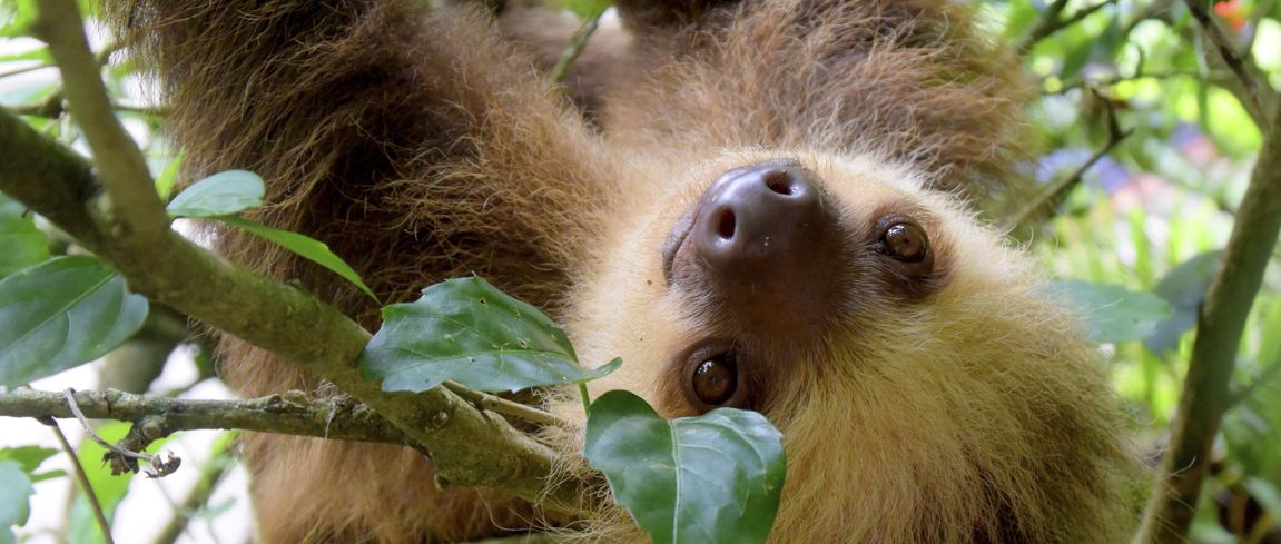 costa-rica-vraagt-toeristen-te-stoppen-met-het-nemen-van-selfies-met-wilde-dieren
