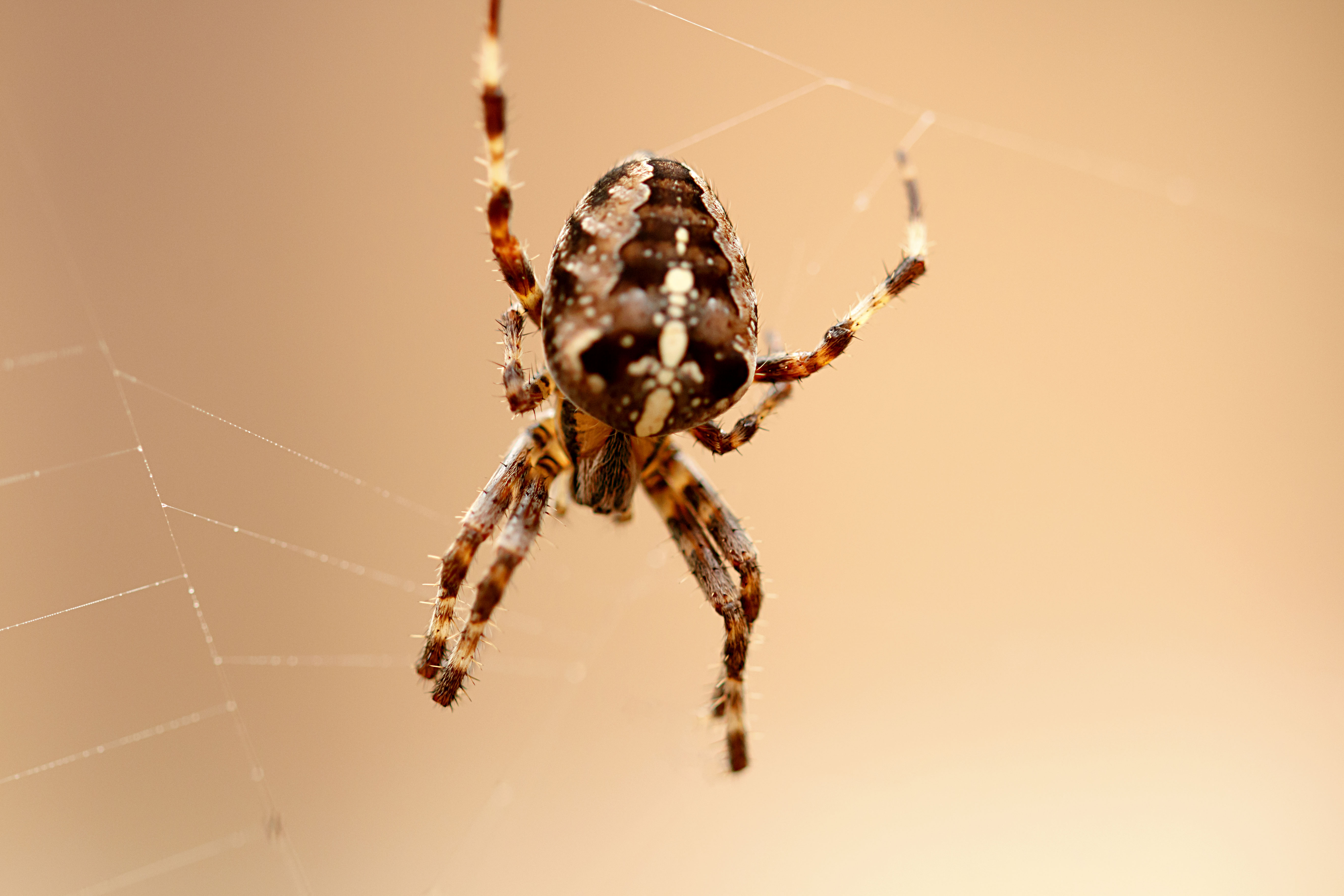 kruisspin-in-het-bos