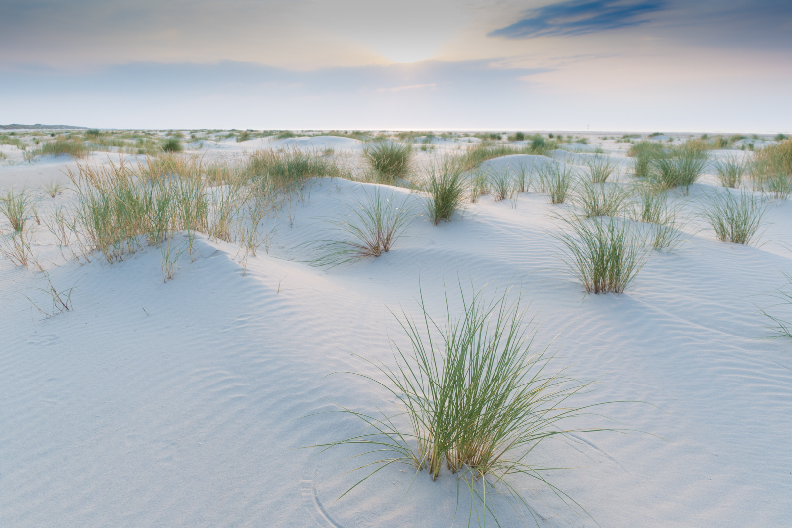 net-geboren-duintjes