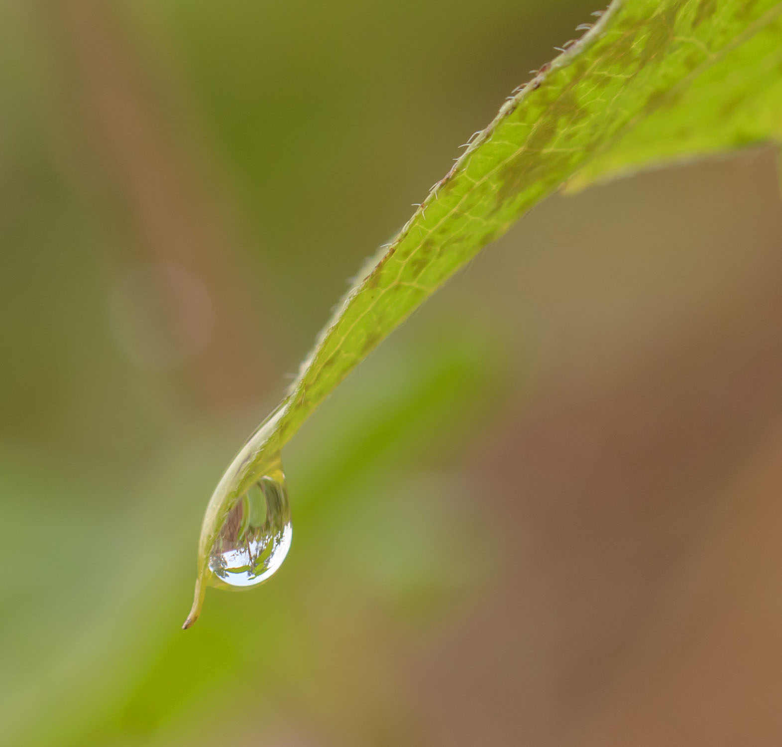 raindrop