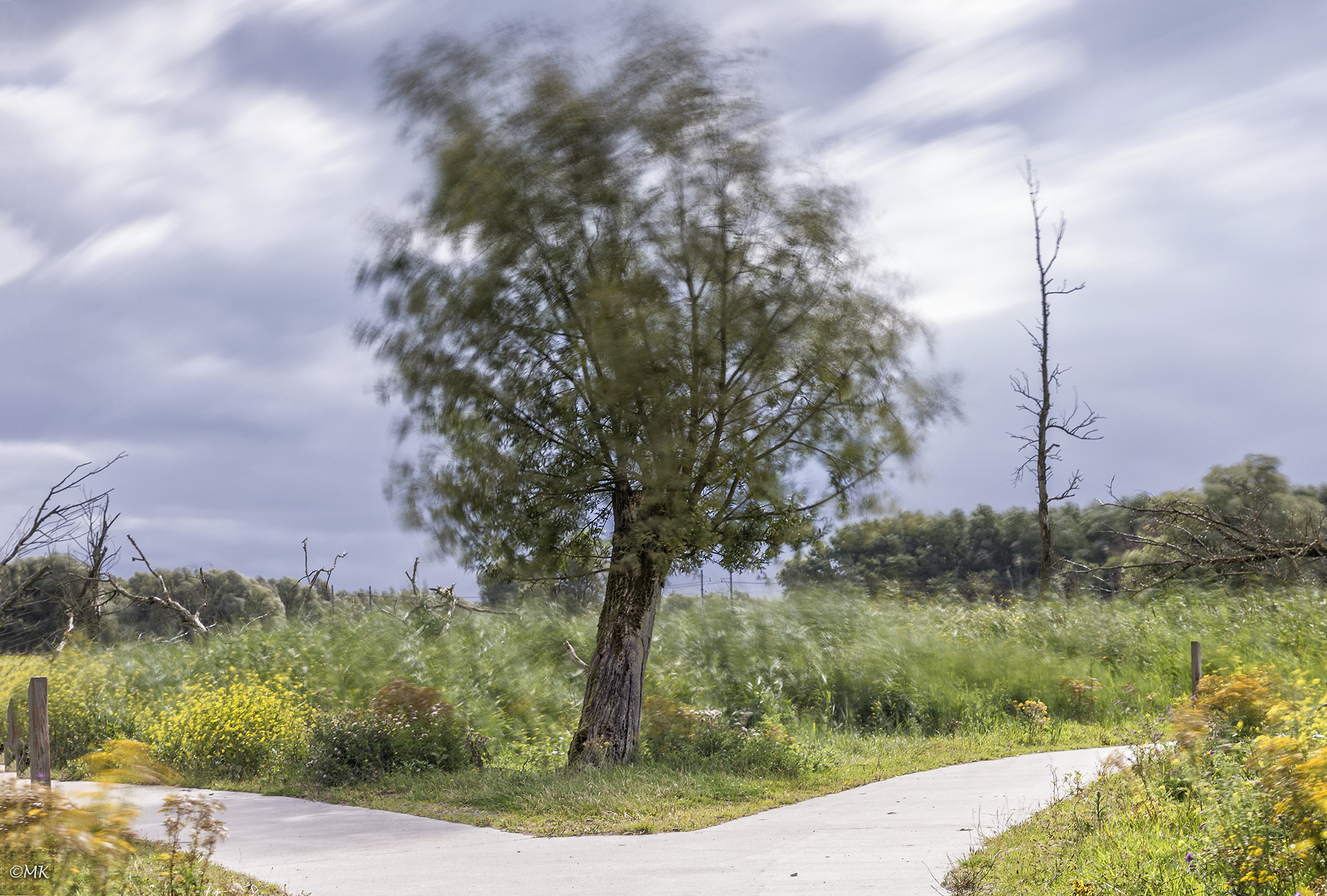 storm-in-de-oostvaardersplassen