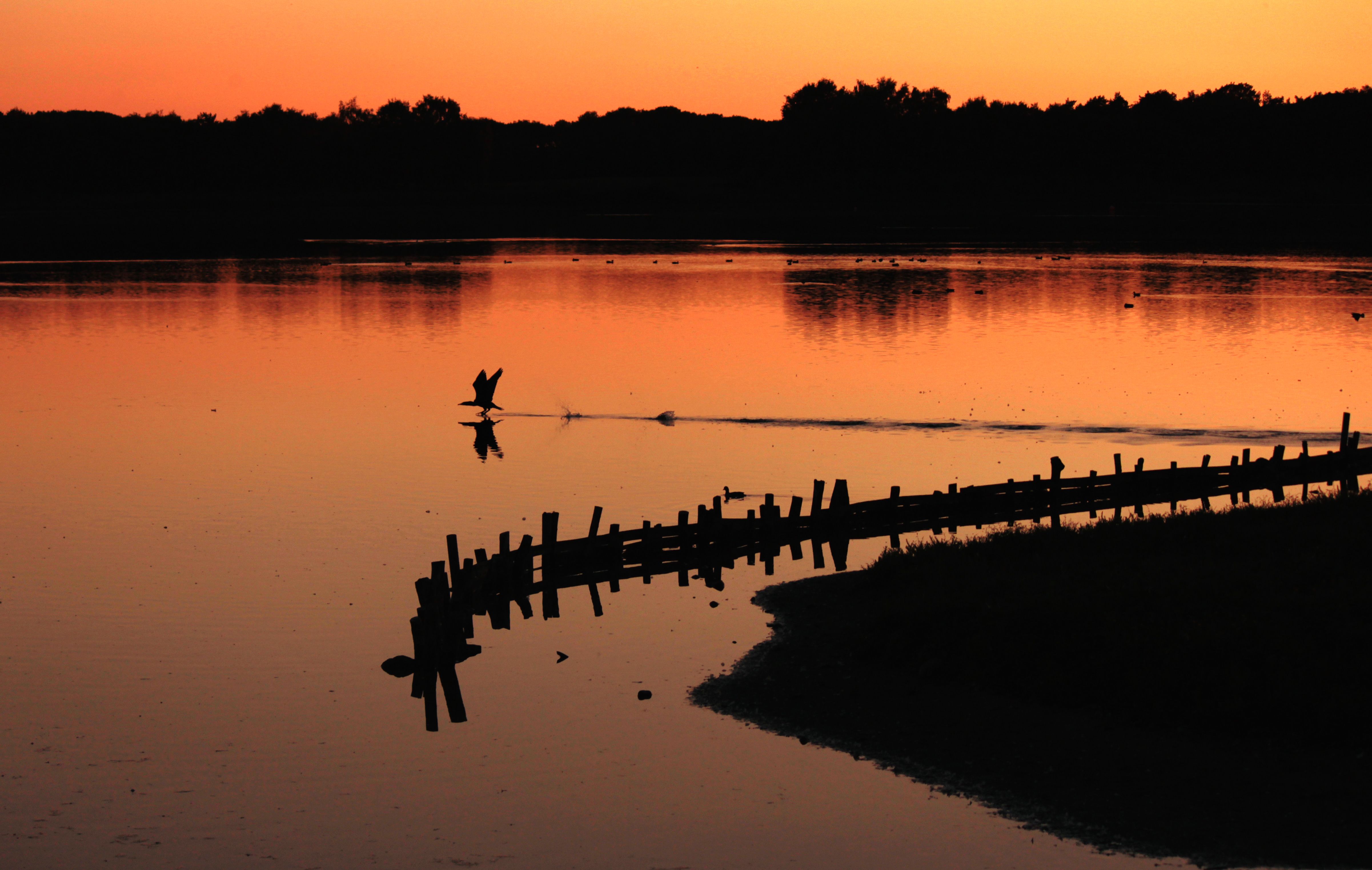 vogel-in-een-zonsondergang
