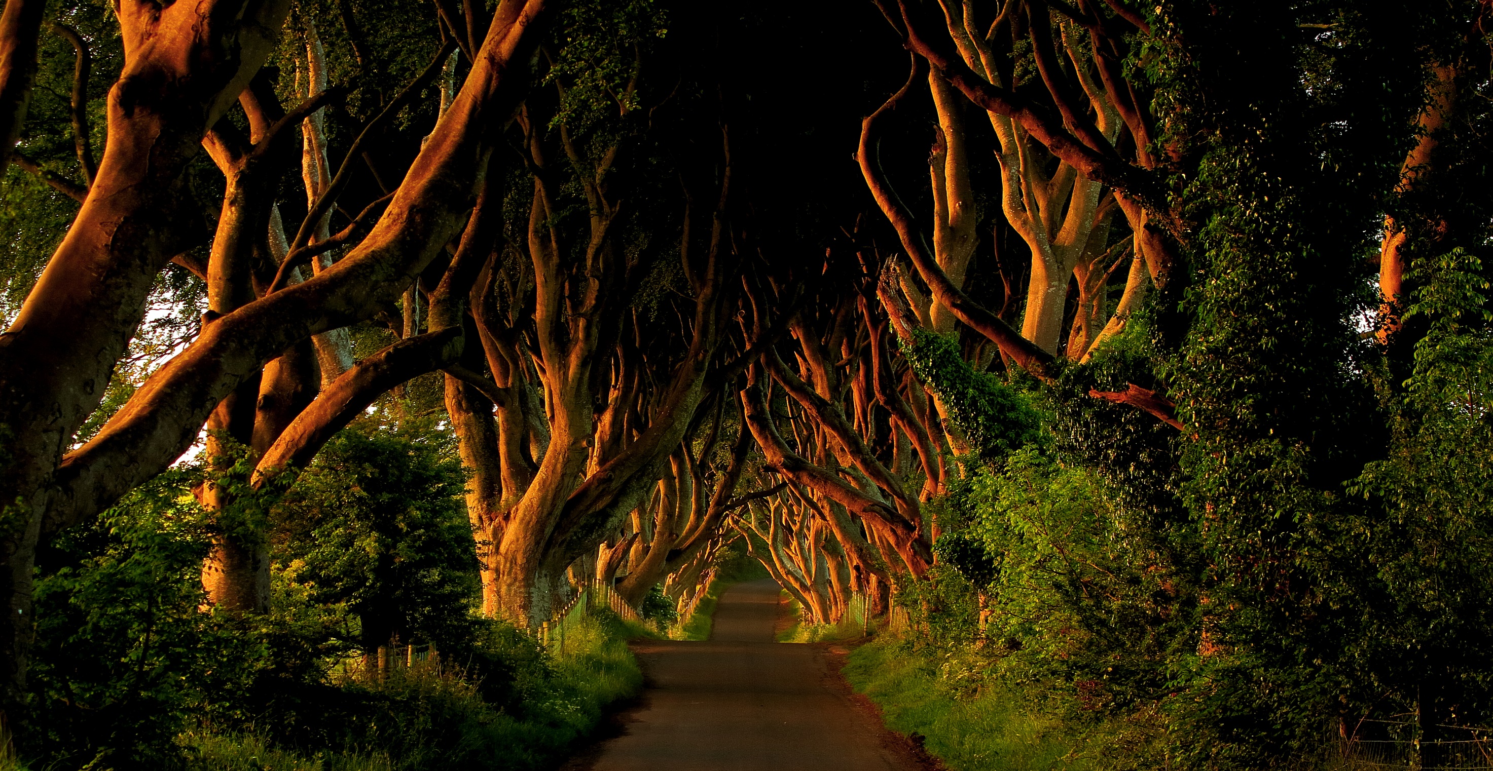 the-dark-hedges