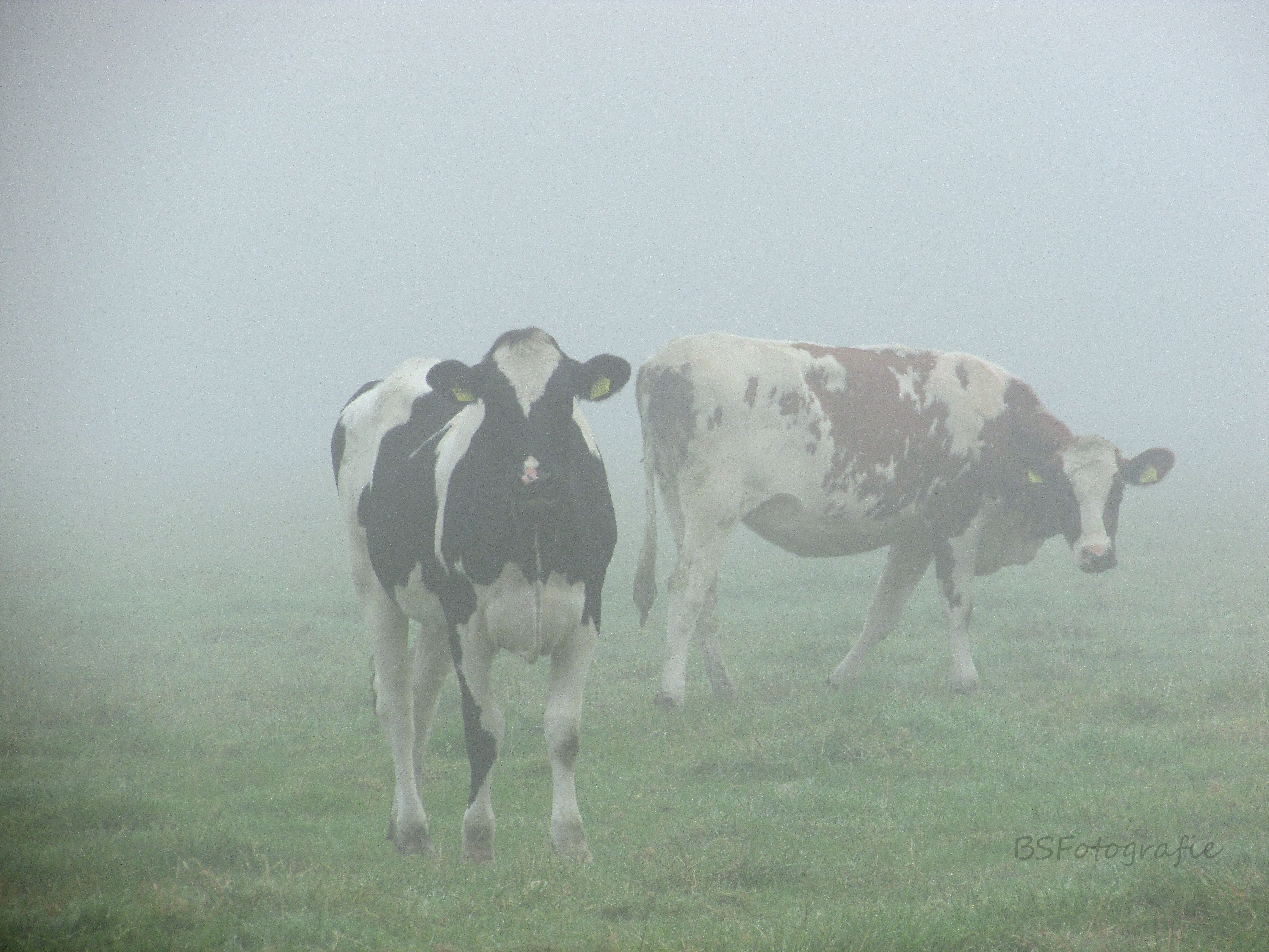 koeien-in-de-mist