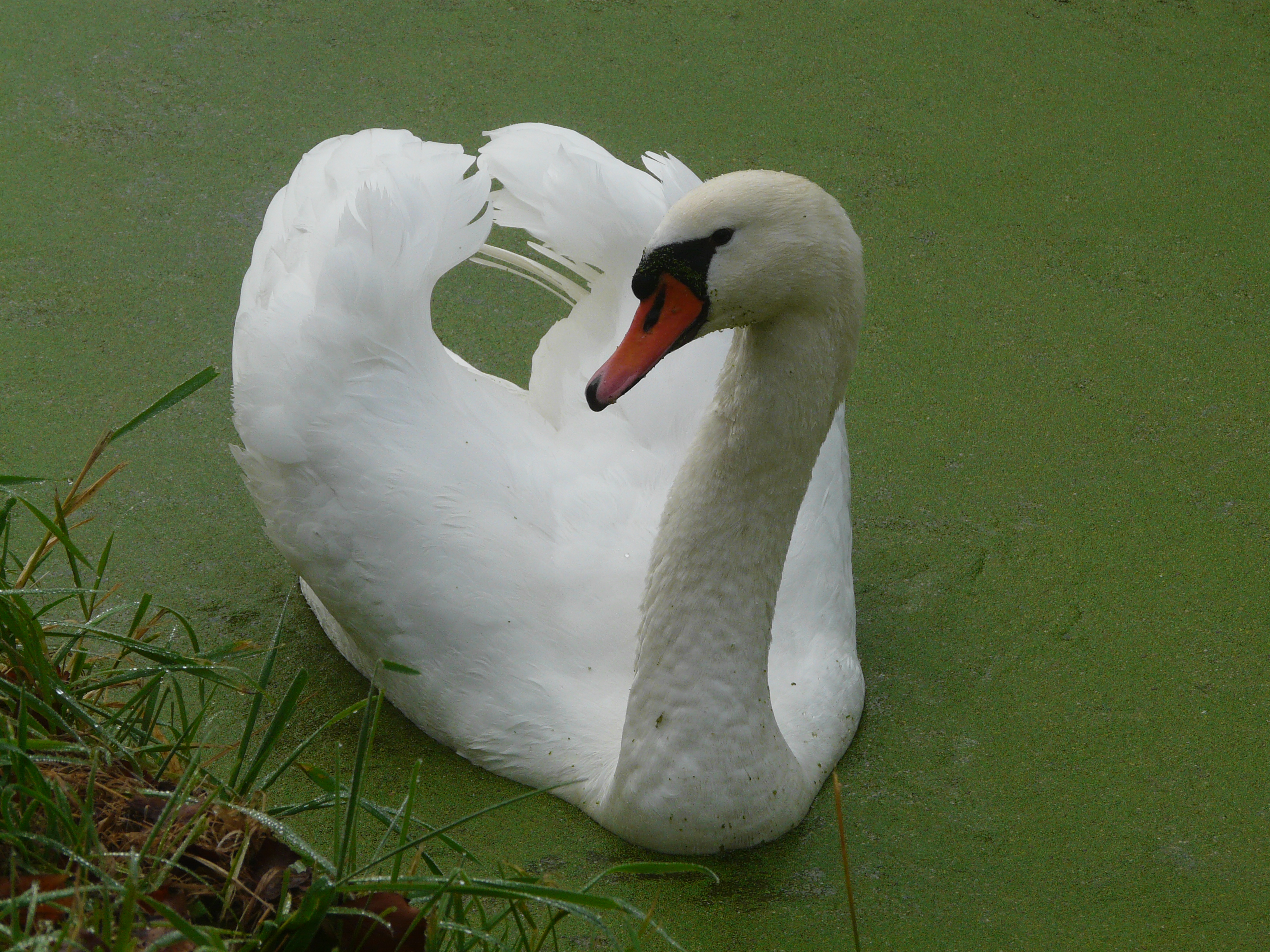 mute-swan-in-ditch-with-duckweed