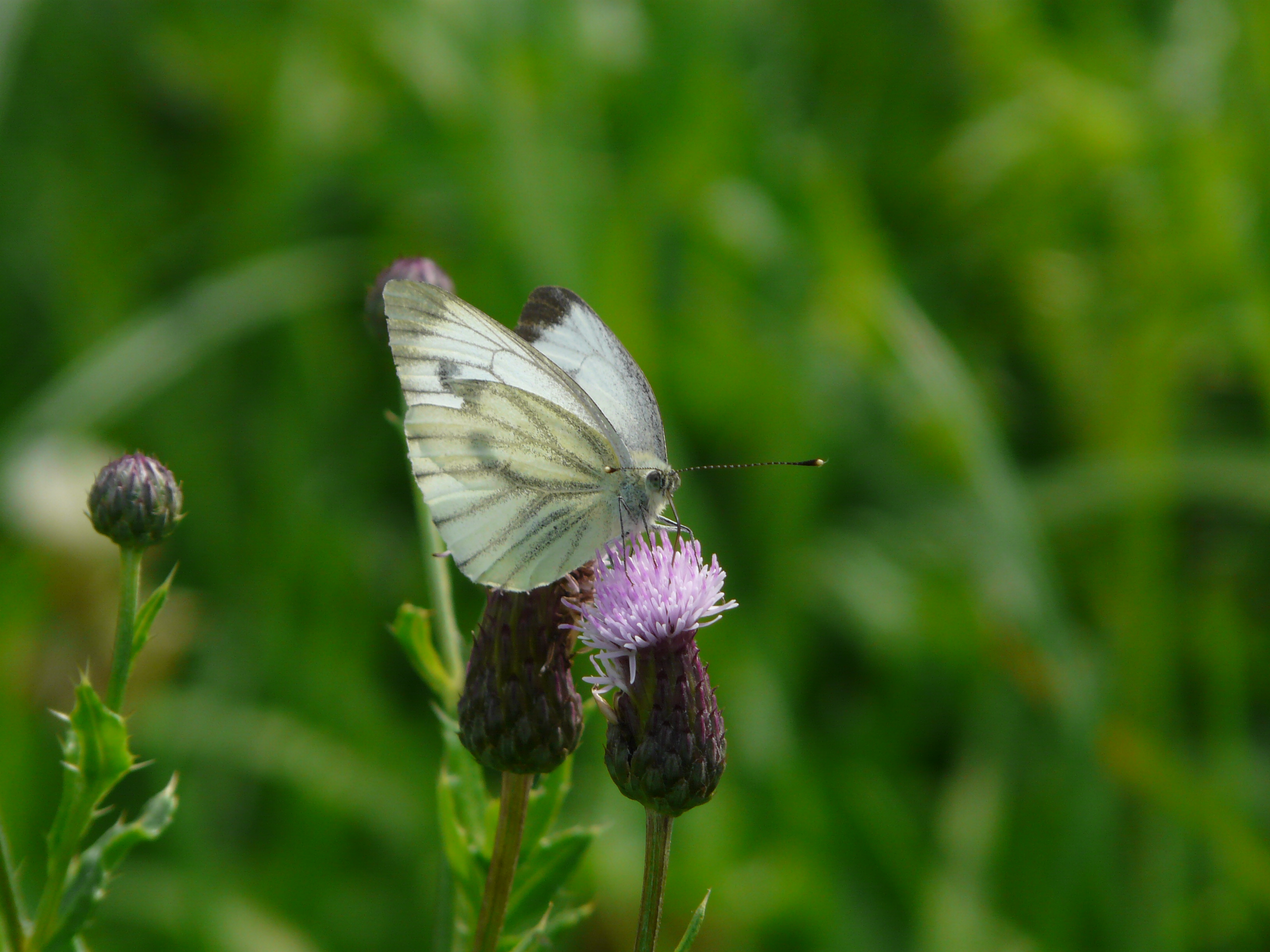 pieris-rapae-on-trifolium