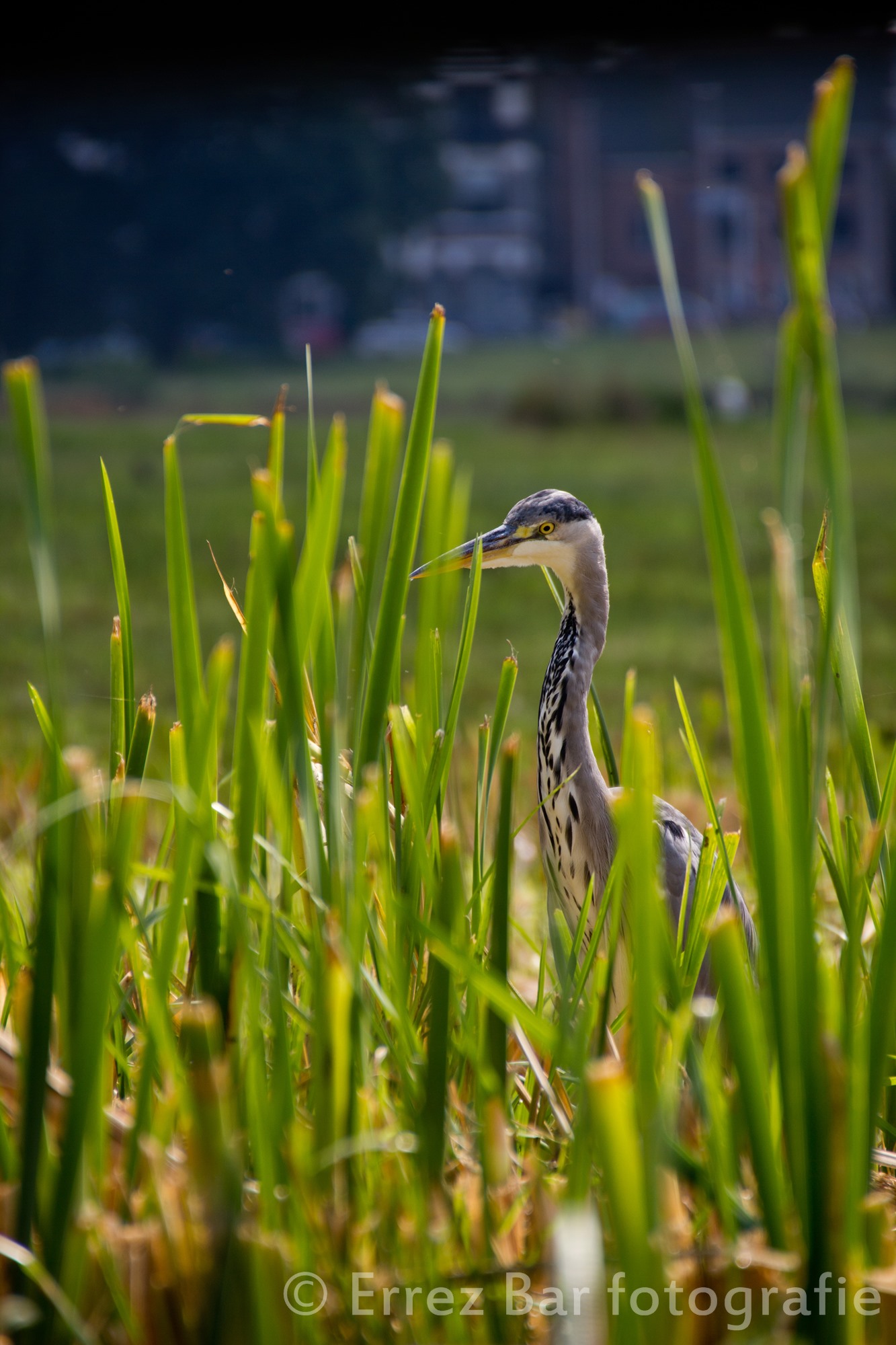 reiger-in-sonsbeek-park-arnhem