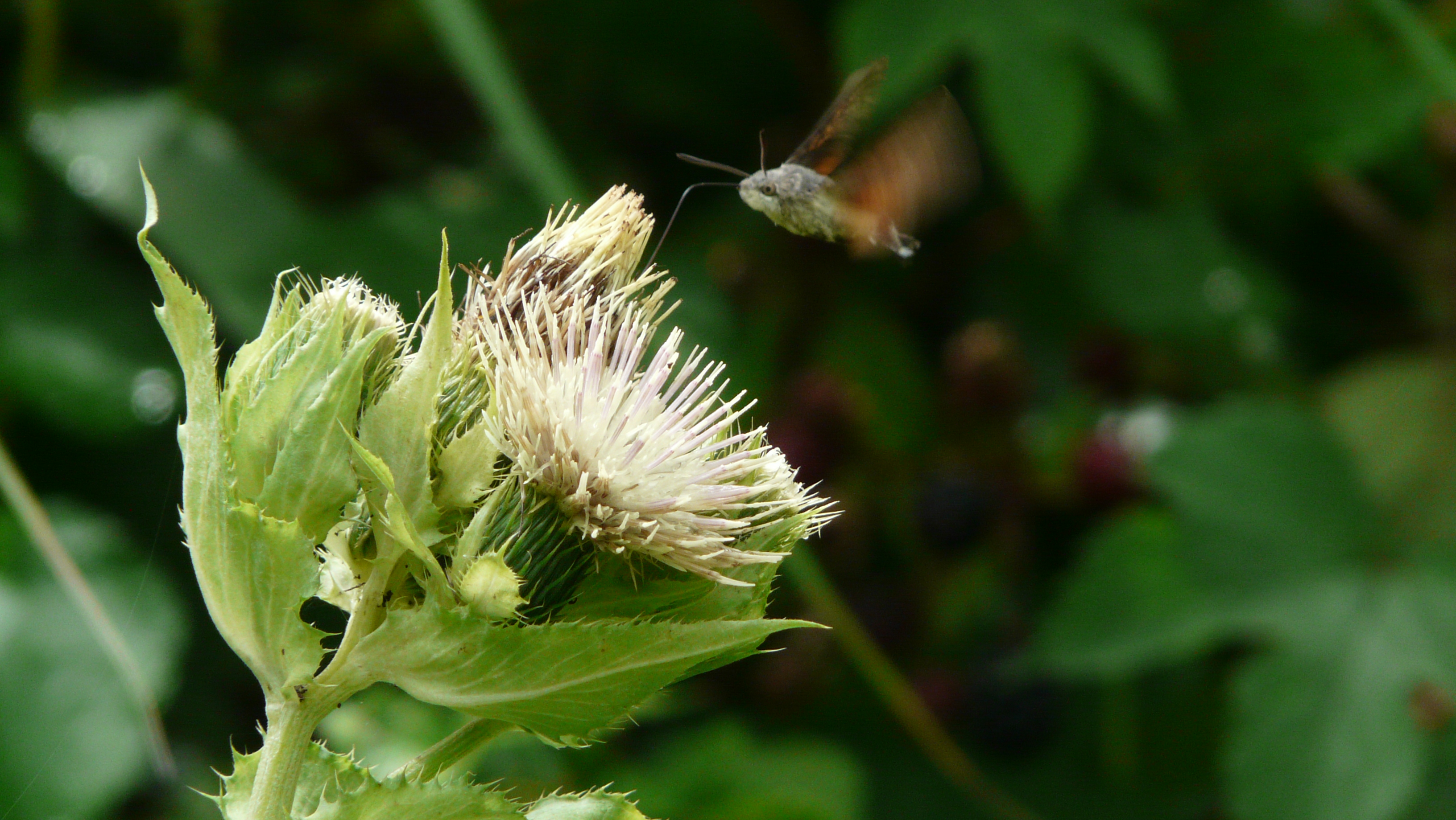 hummingbird-butterfly