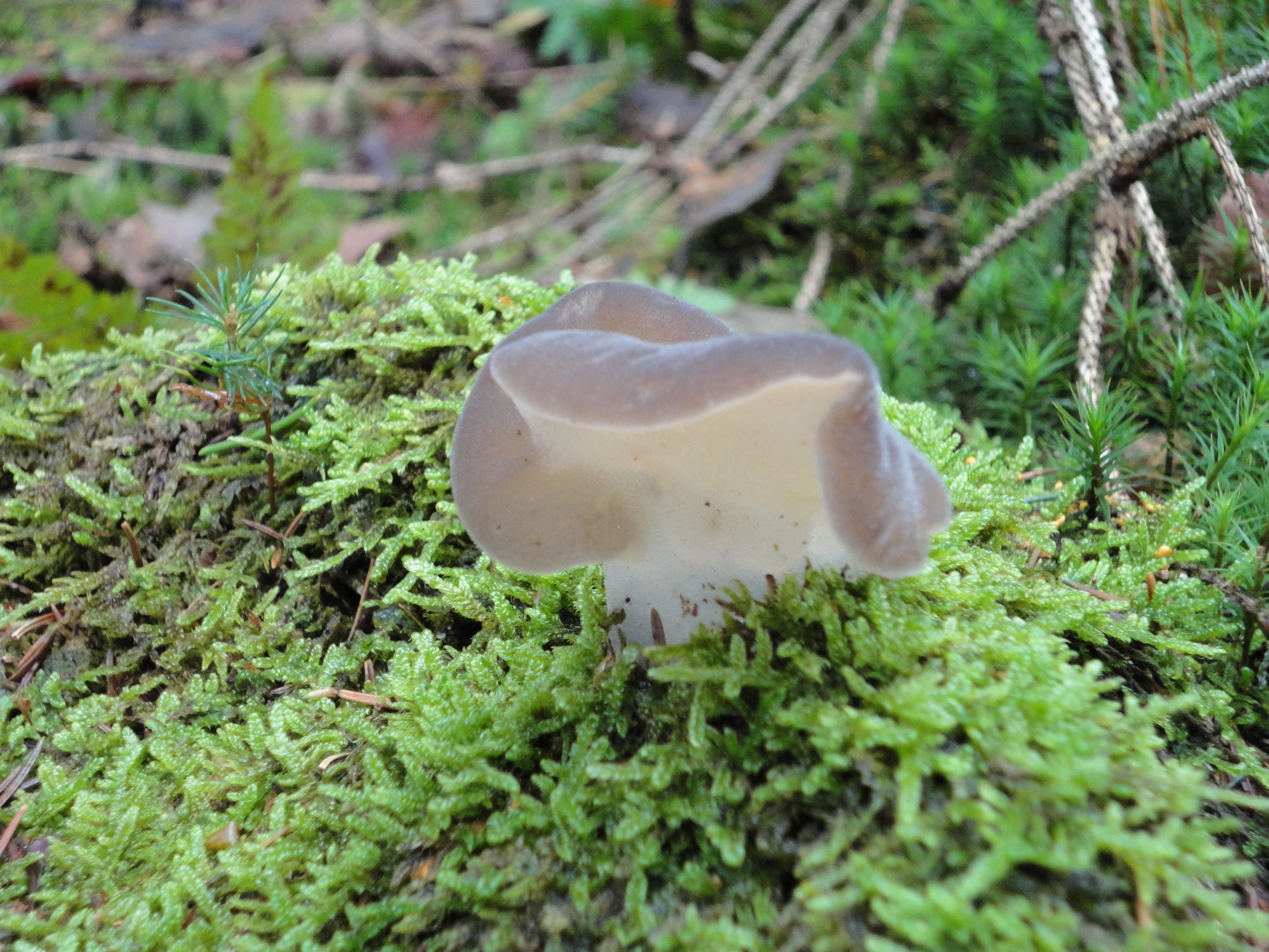 lijkt-wel-doorzichtig