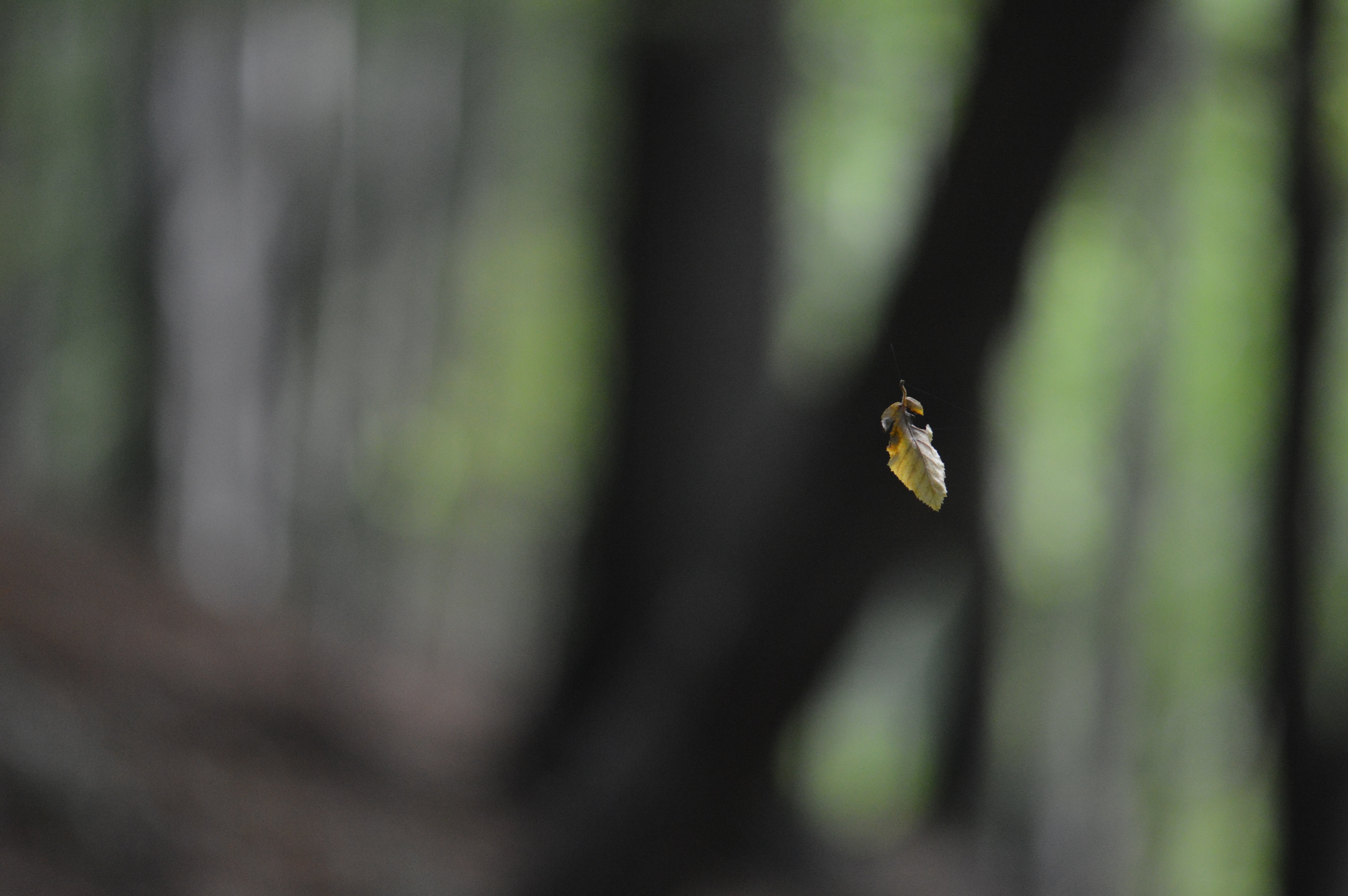 eenzaam-hersfstblaadje