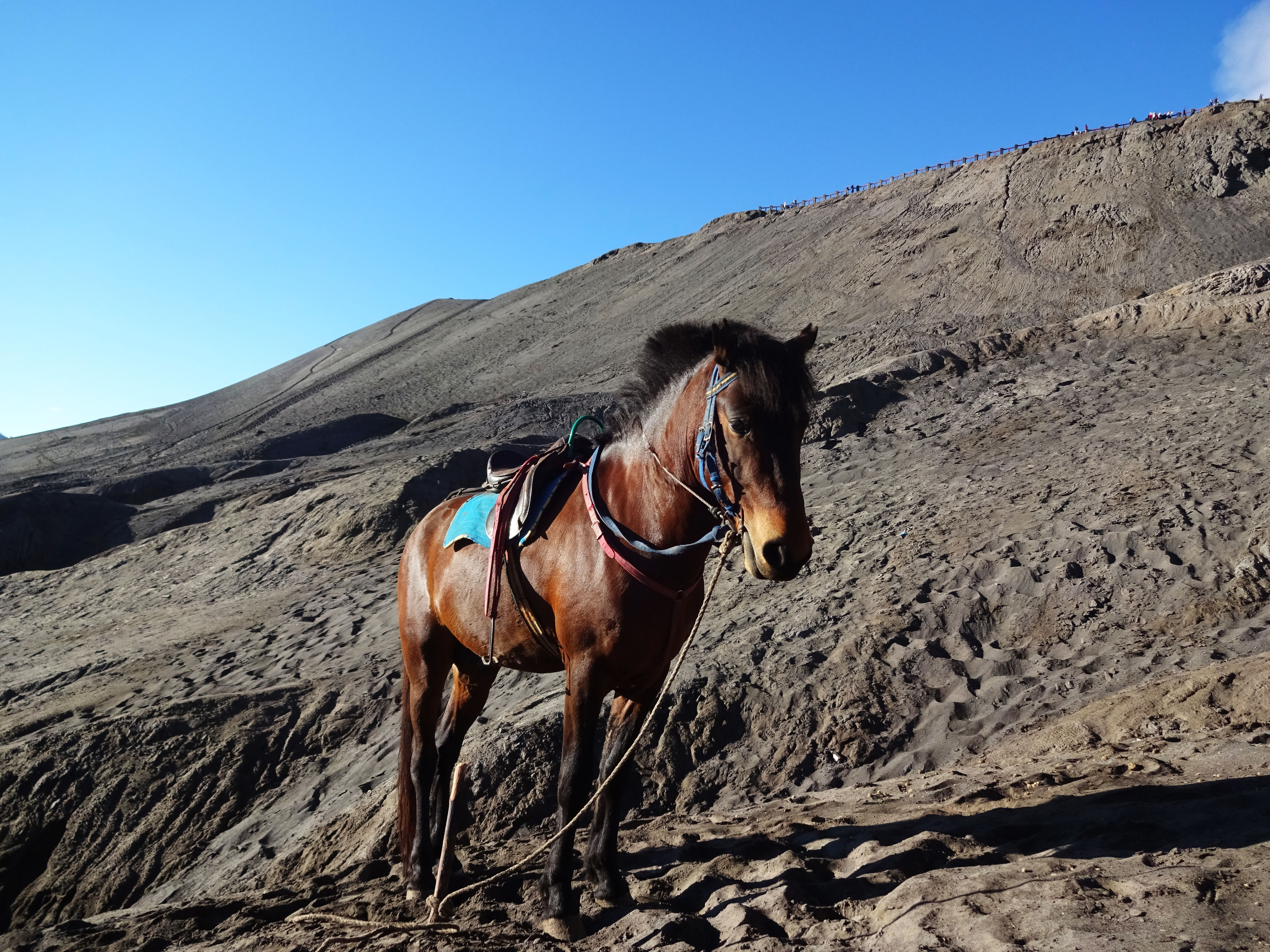 paard-bij-bromovulkaan