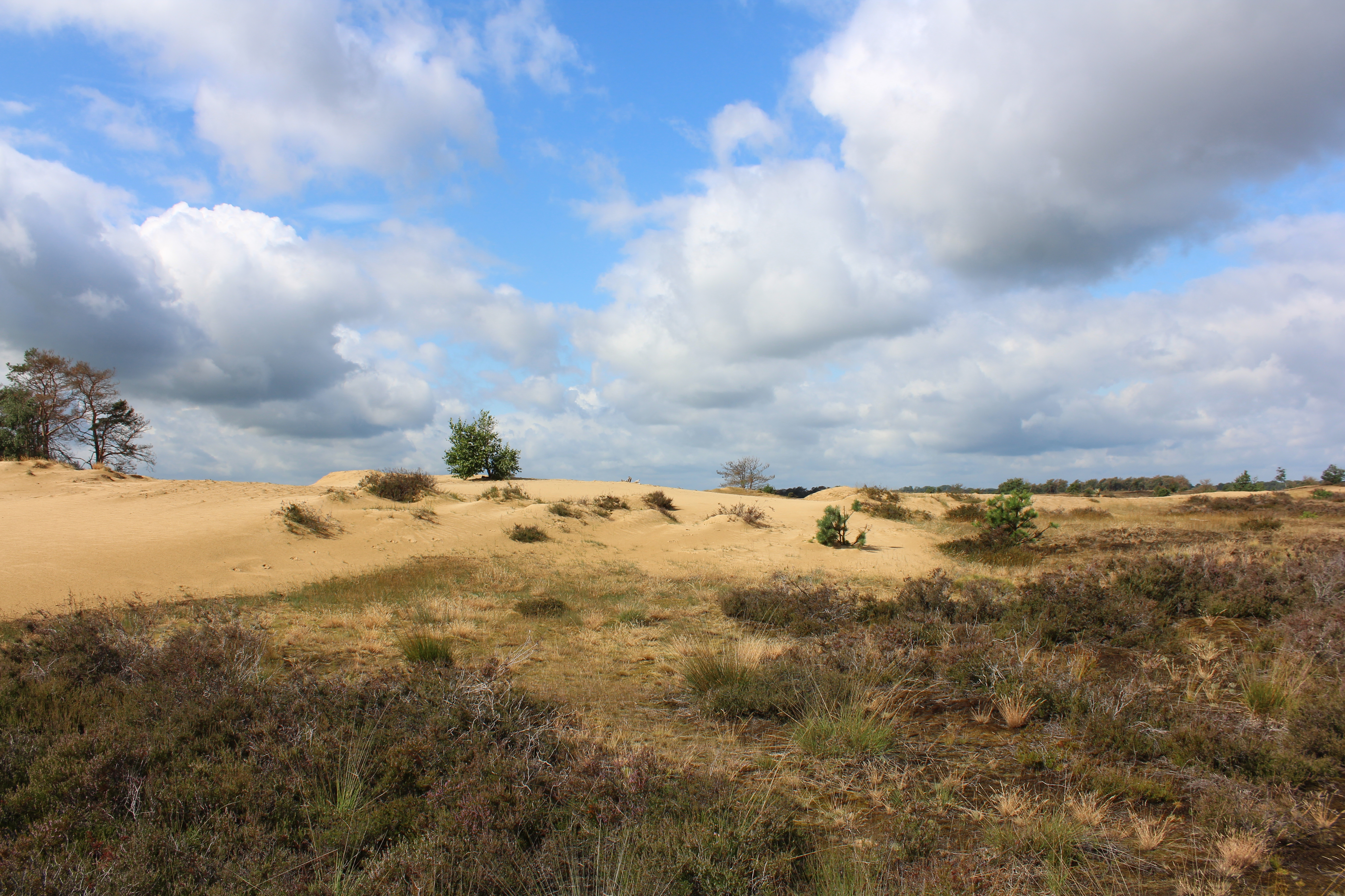 hollandsche-zand-en-heide-landschap-in-brabant