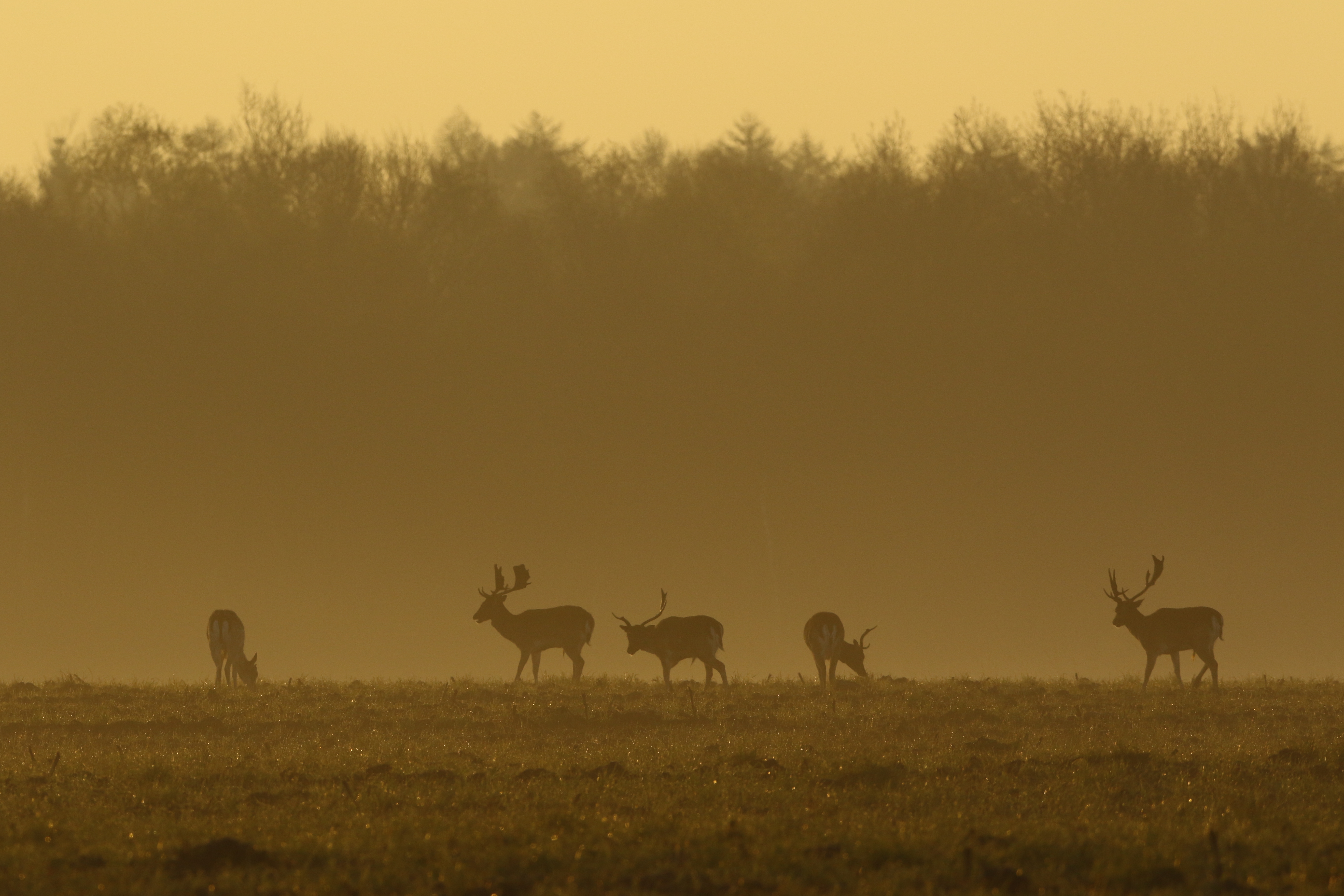 damherten-in-tegenlicht