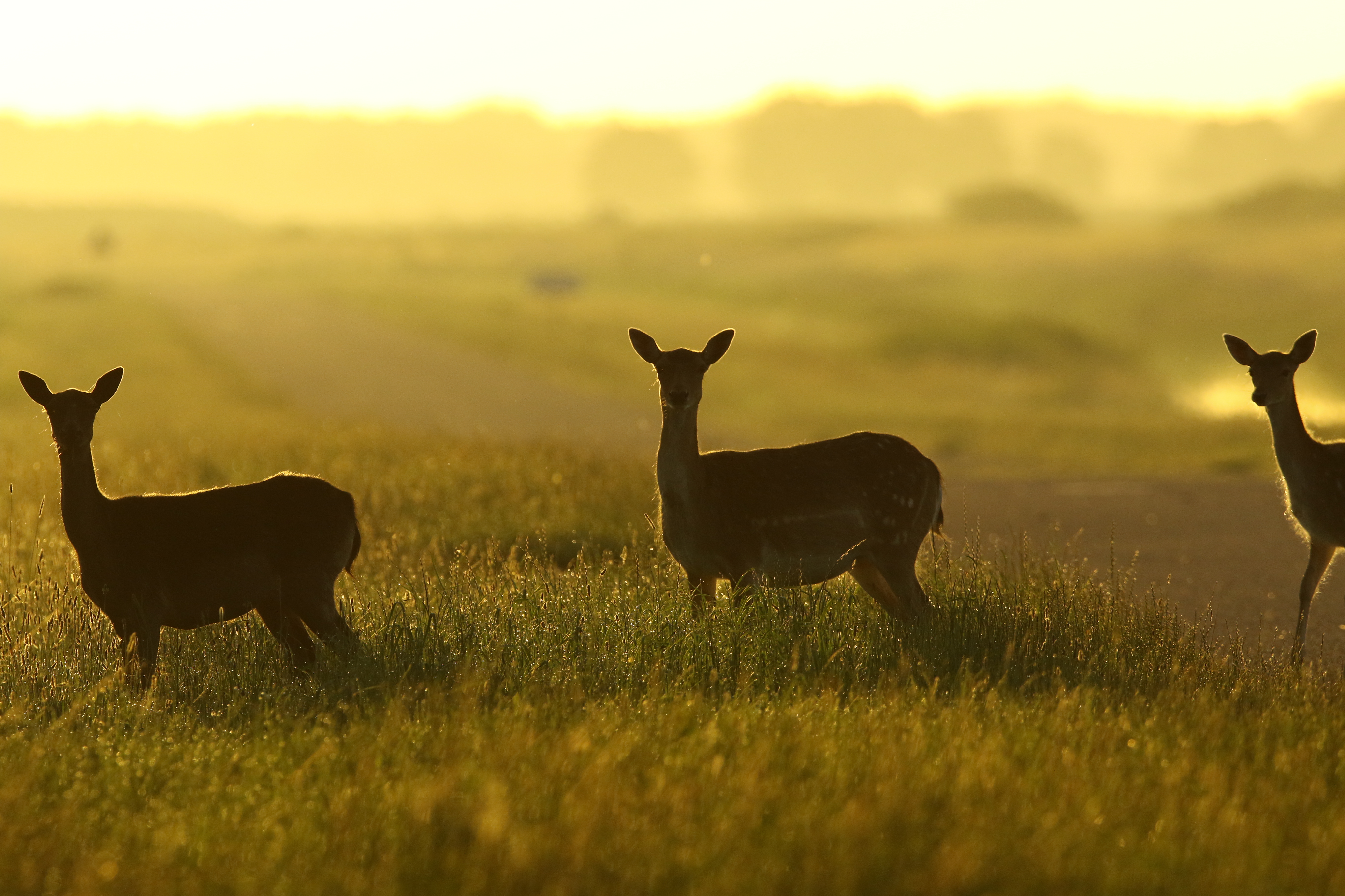 damherten-in-de-zomerochtend