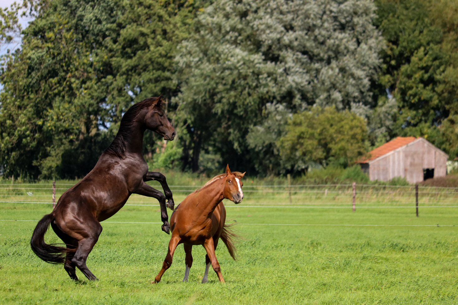 ruzi%C3%ABnde-paarden