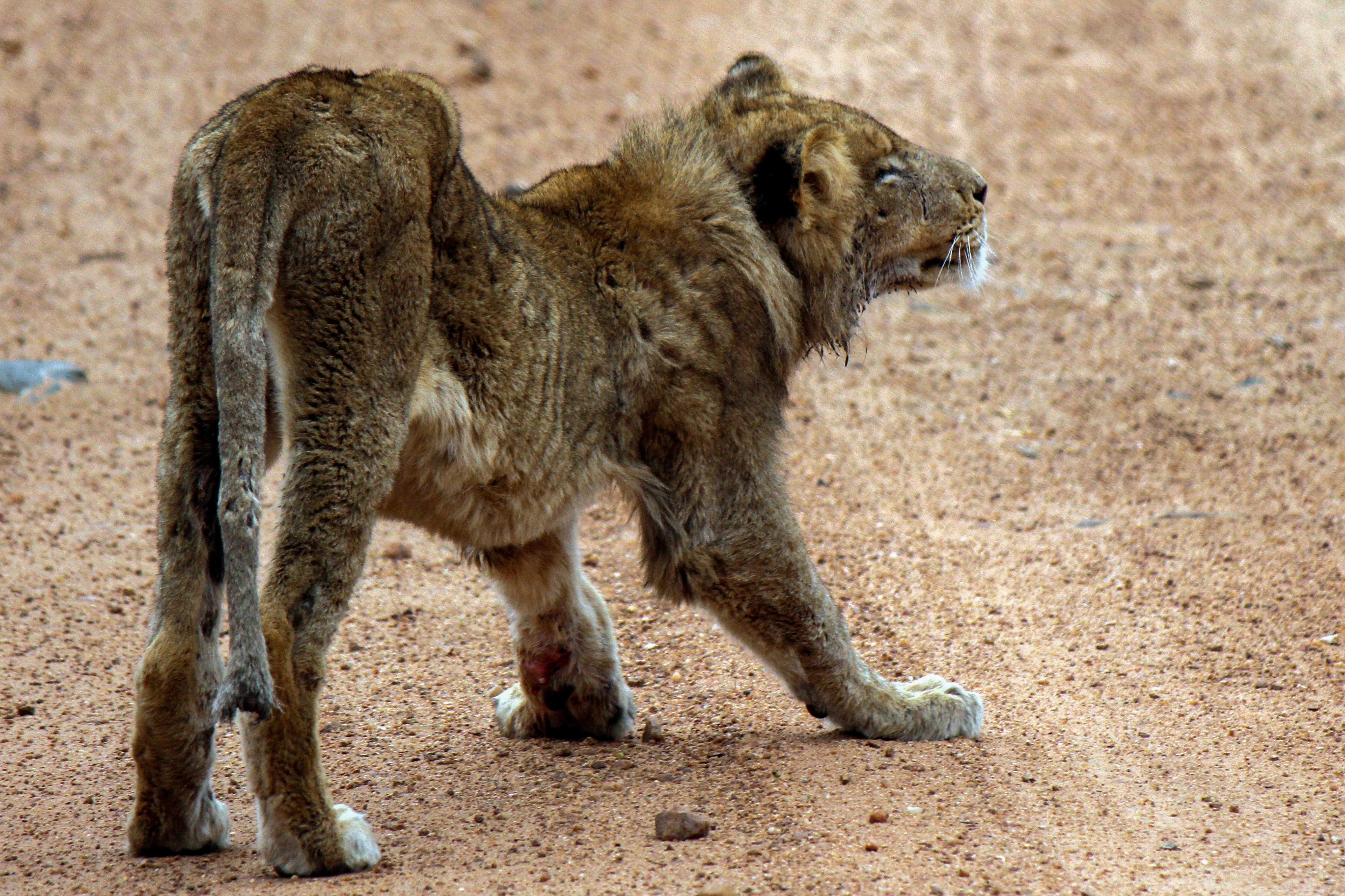 uitgehongerde-leeuw-zonder-toekomstperspectief