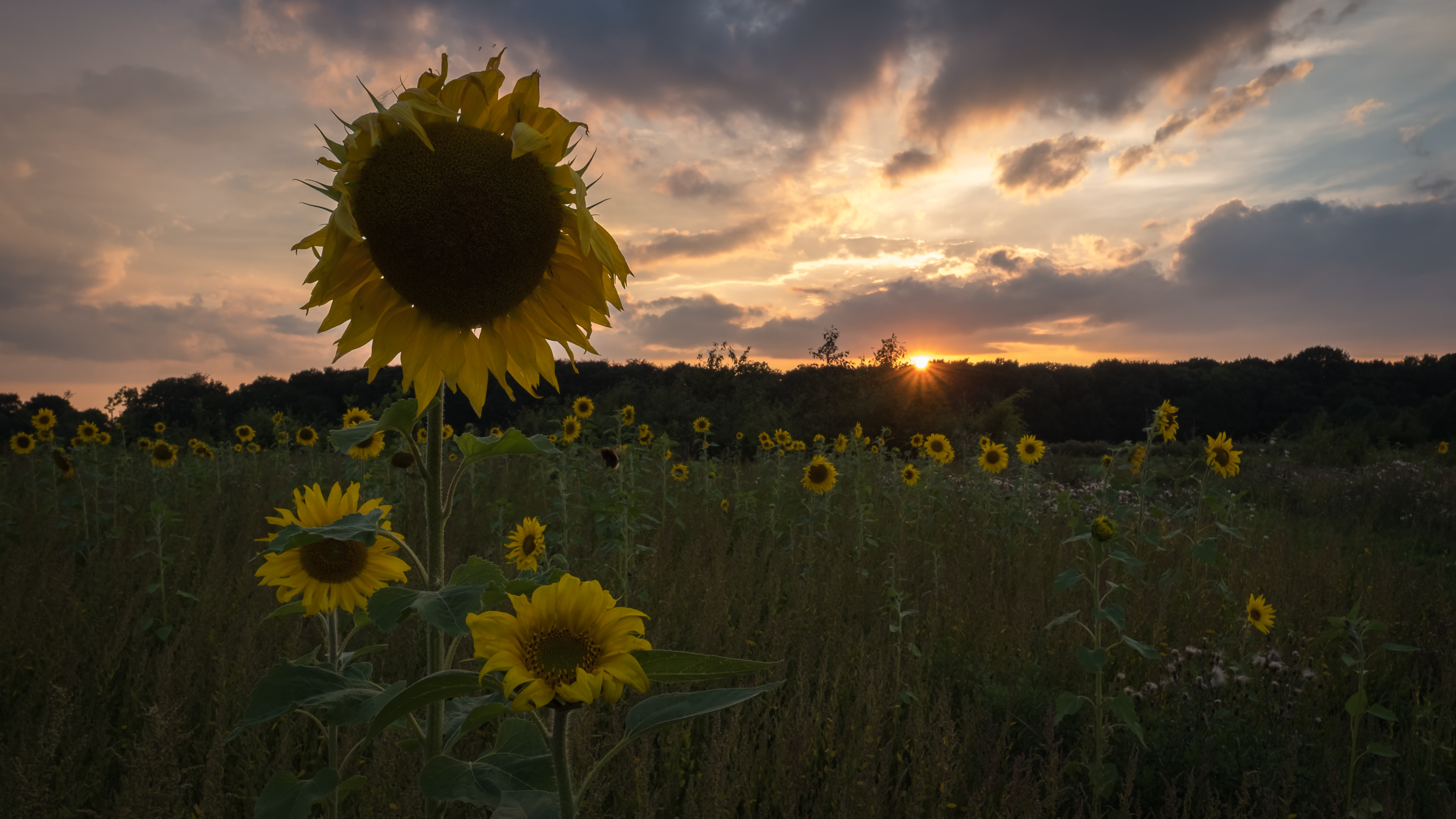sunset-flowers