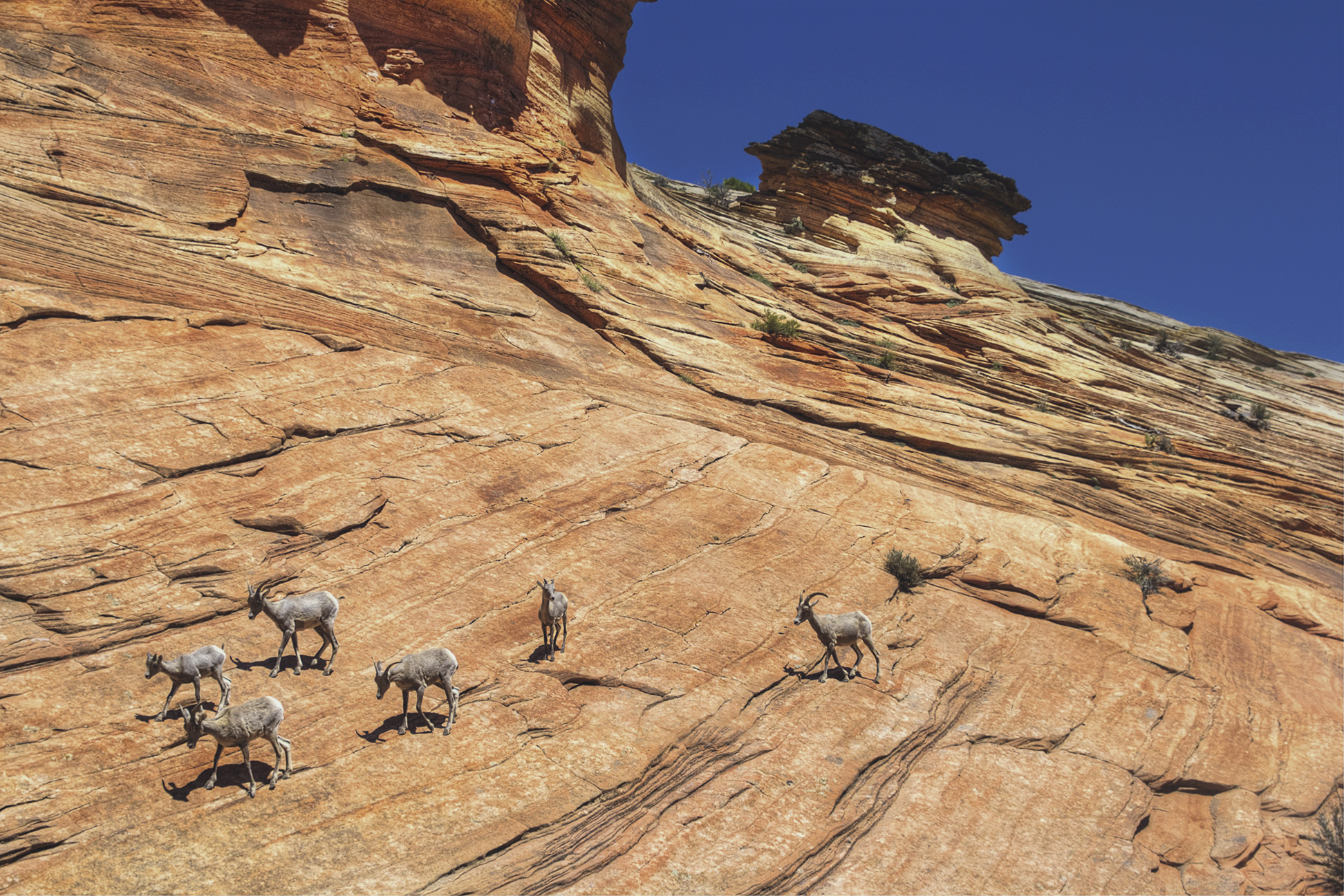 capricorns-in-motion