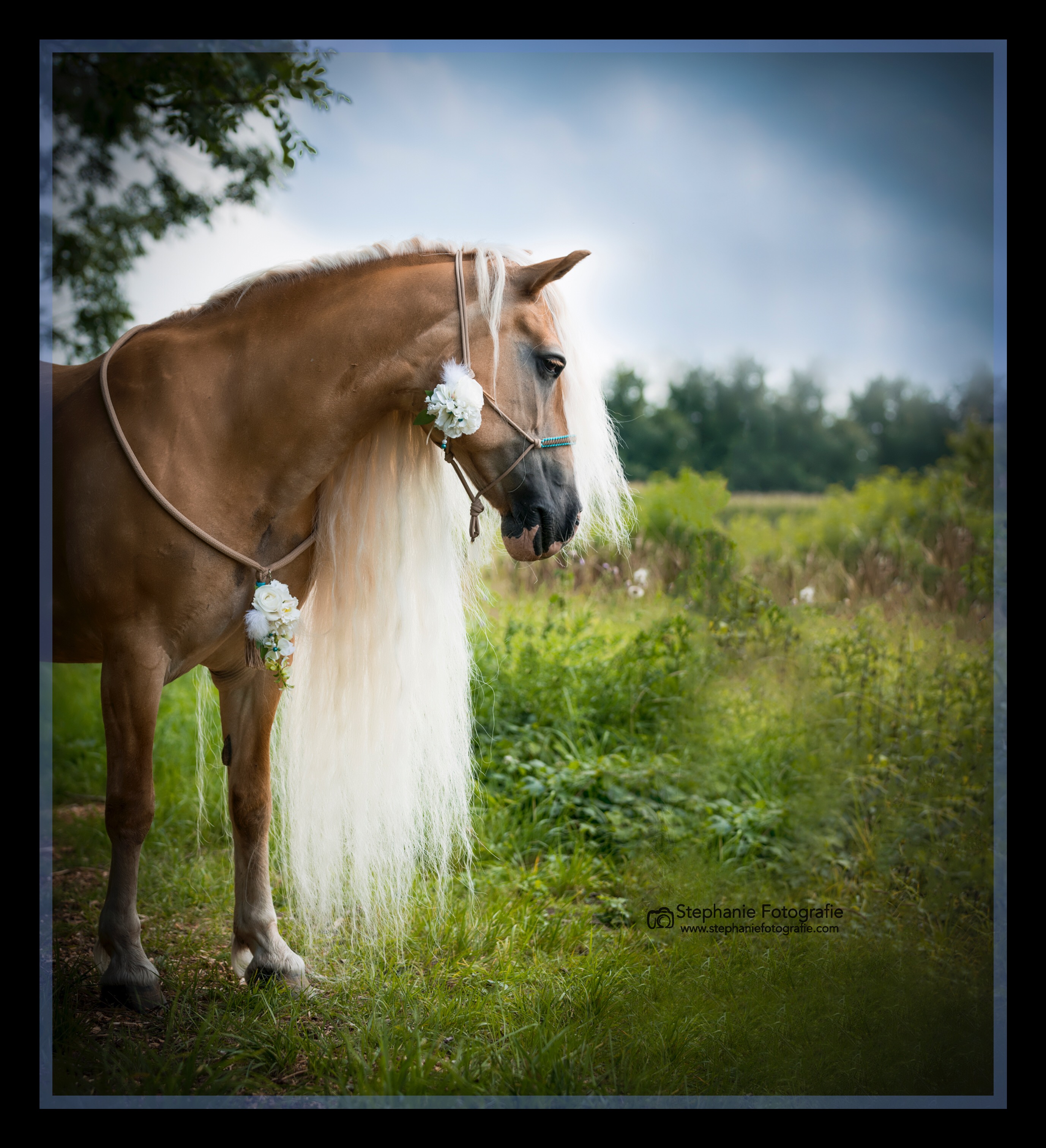 when-a-fairy-comes-to-life