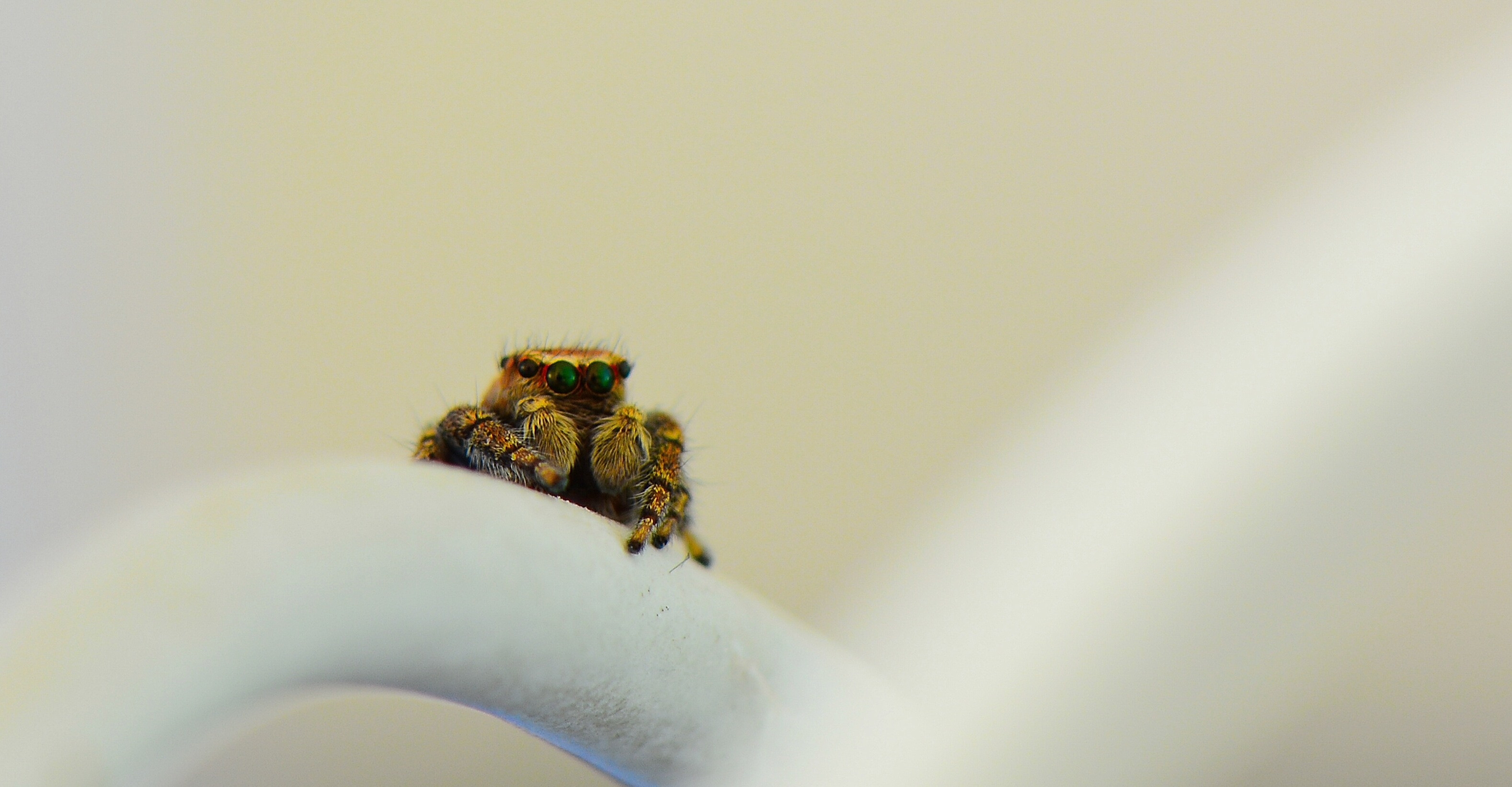 lief-klein-spinnetje-1