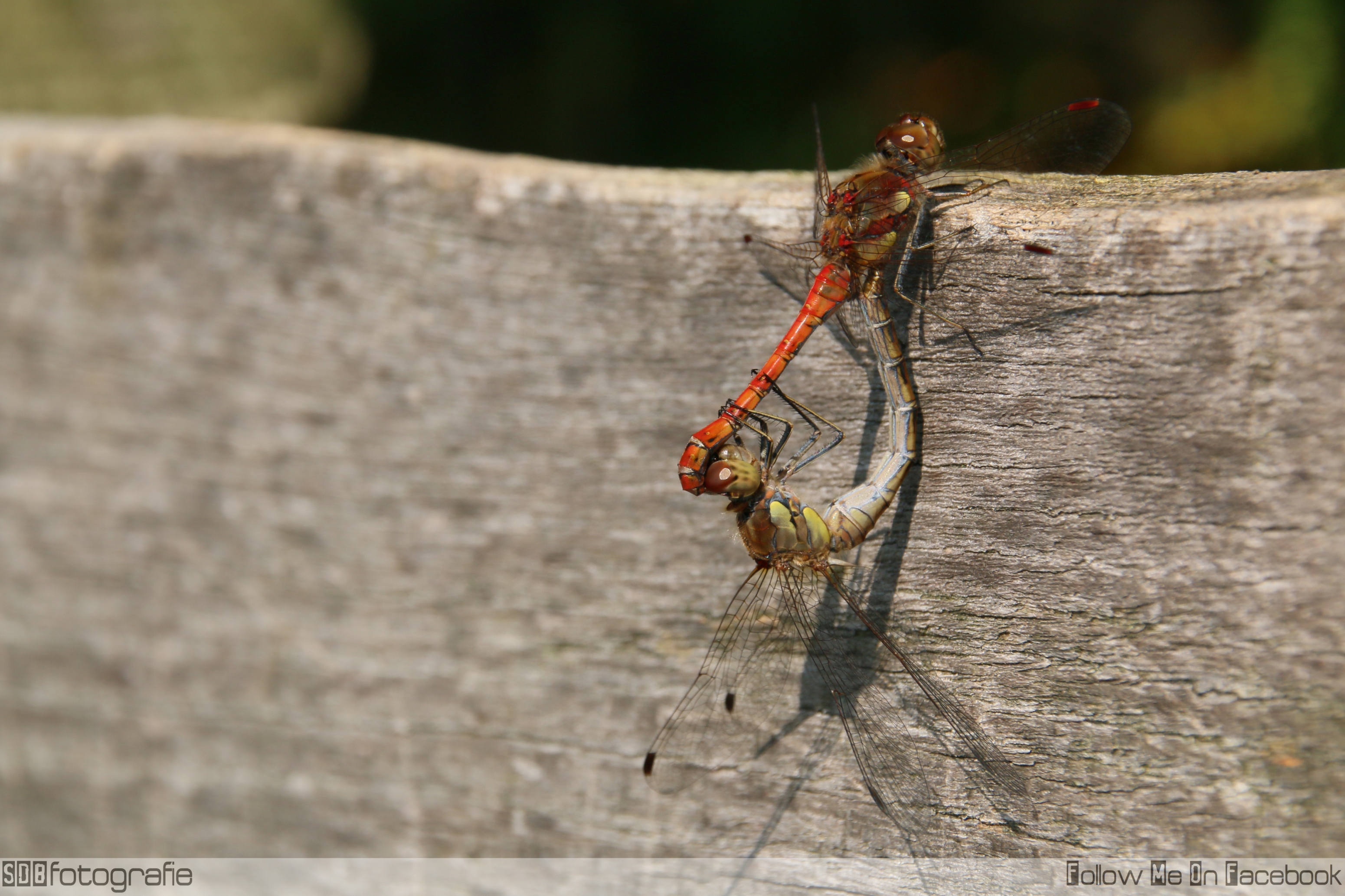 dragonflies-0