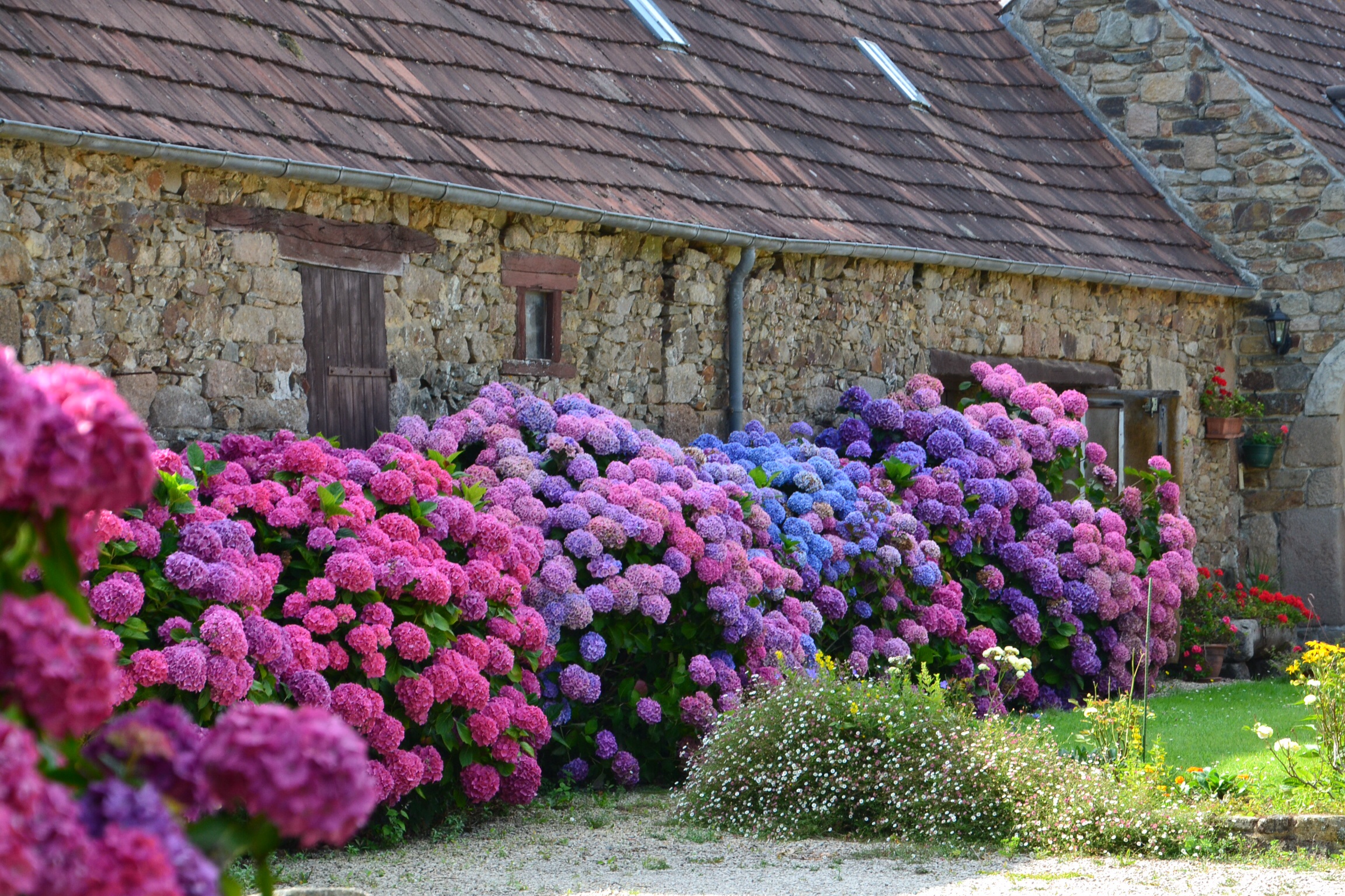 prachtige-hortensias