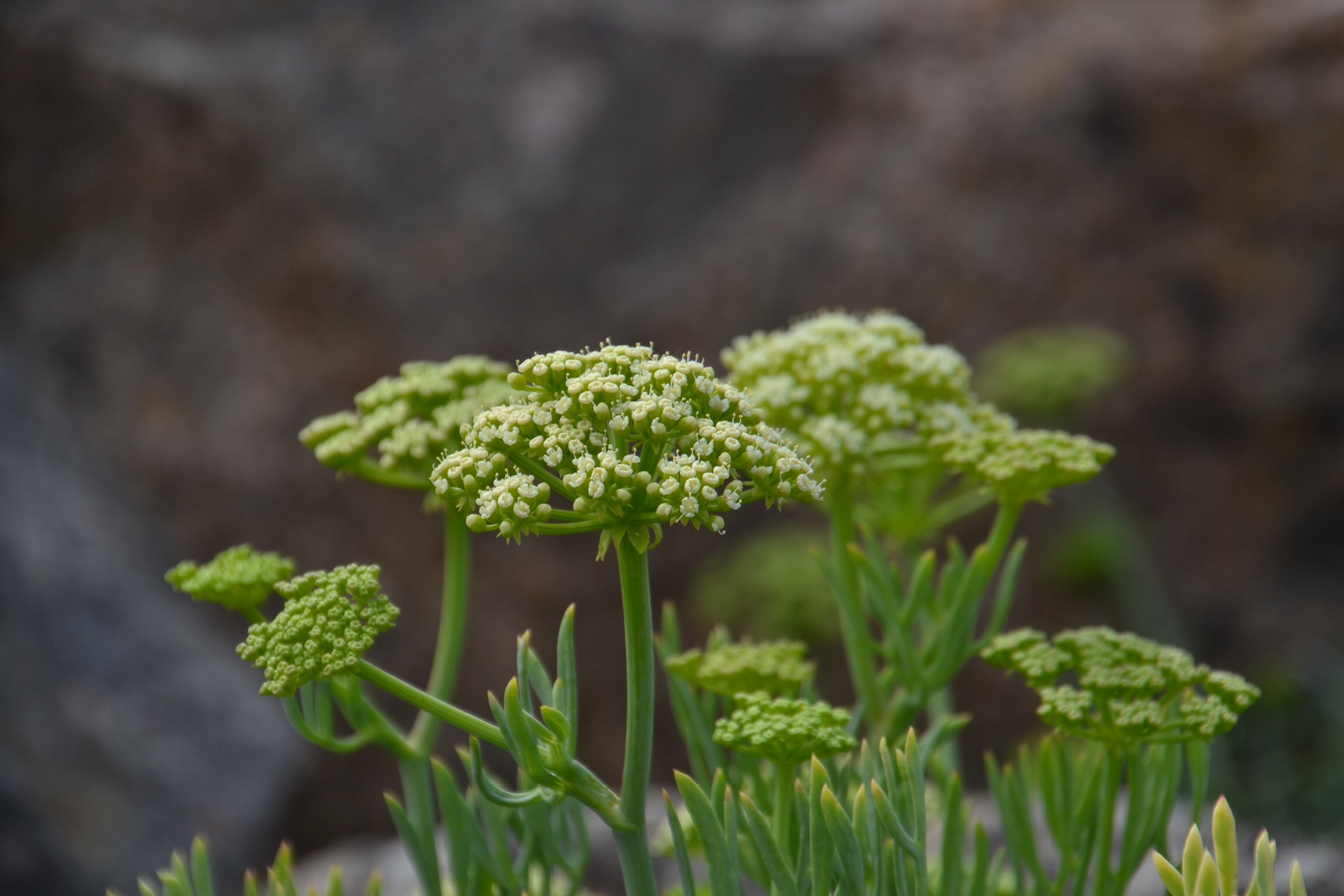 groeien-op-de-rotsen
