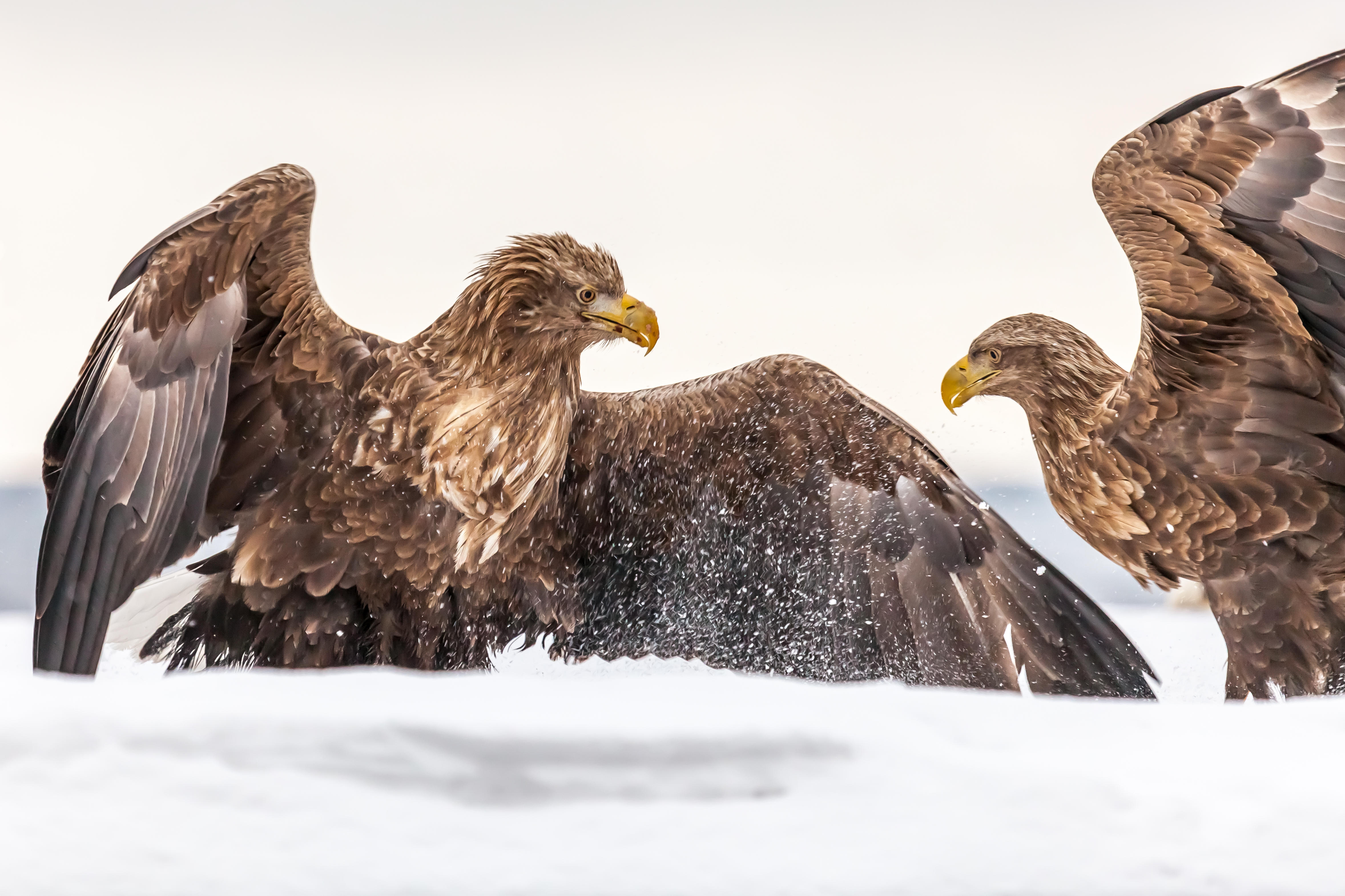 eagles-in-japan
