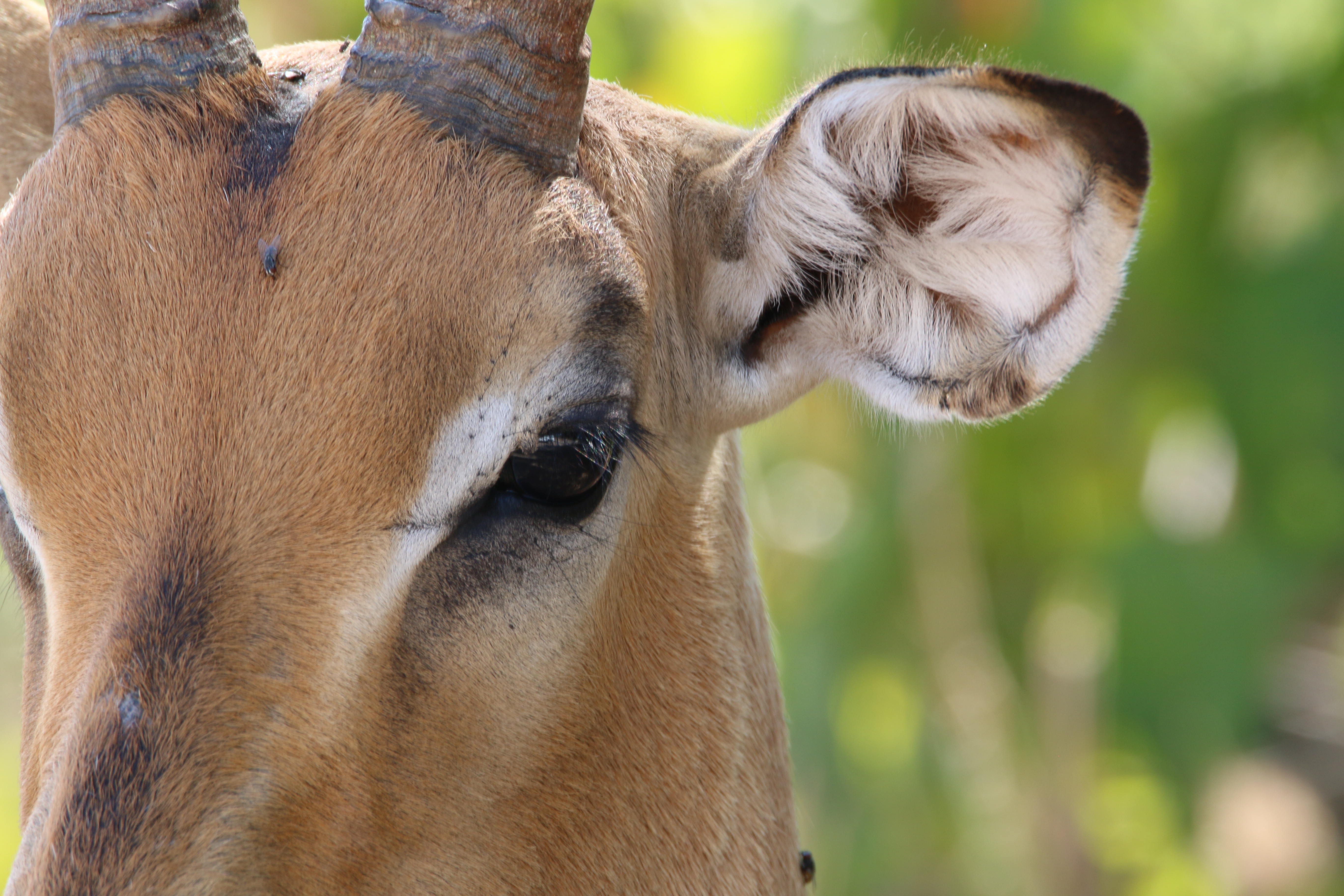 springbok-in-botswana